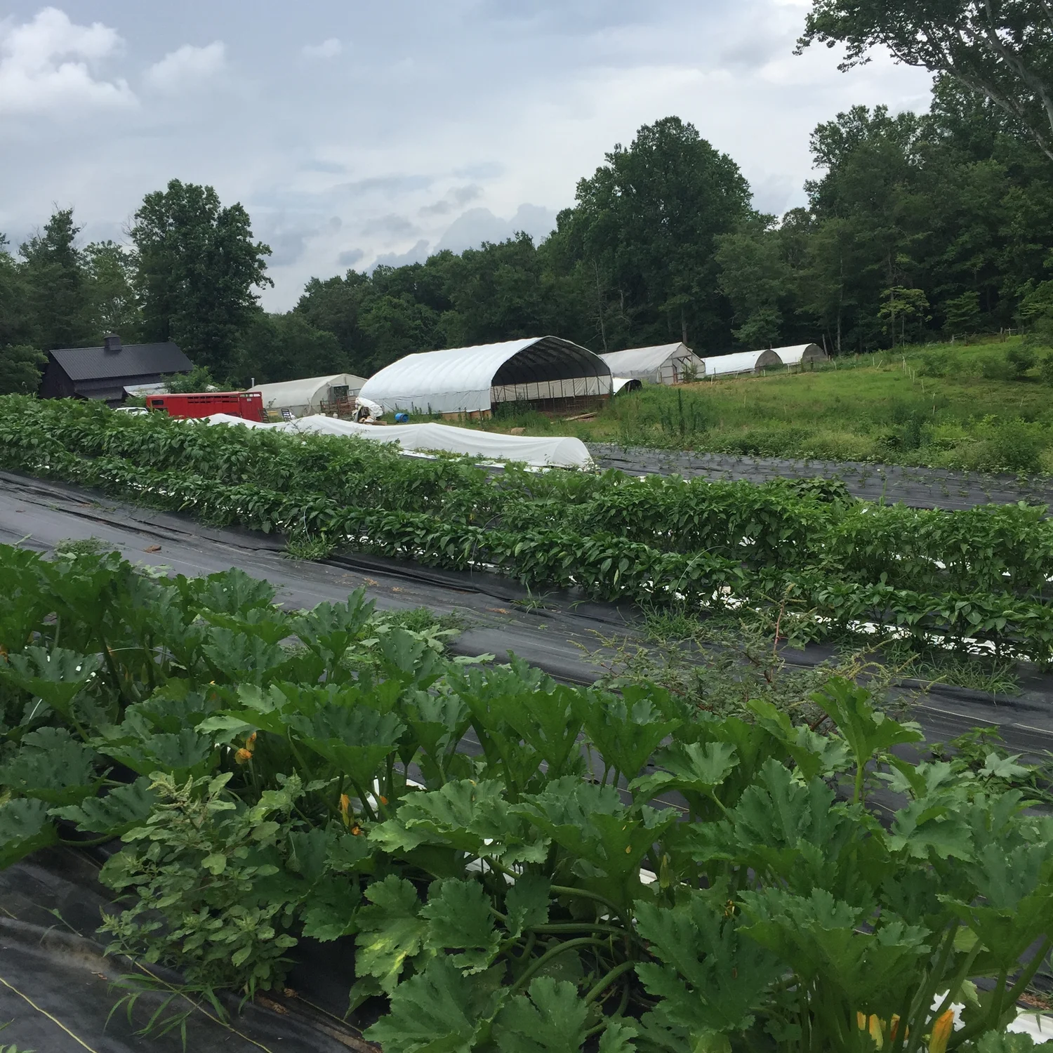 About Us — Day Spring Farm