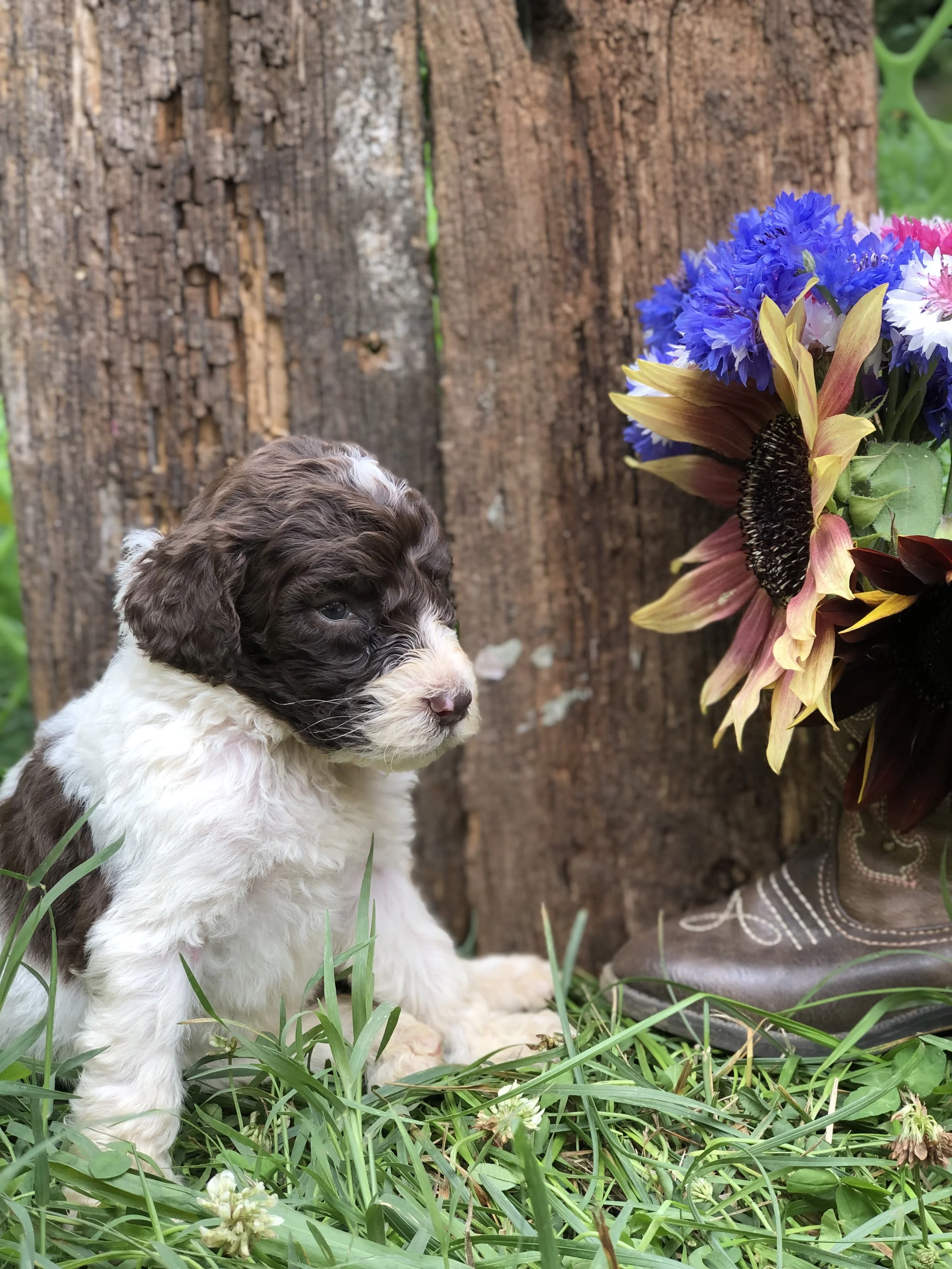 Day Spring's Fresh Flowers — Day Spring Farm