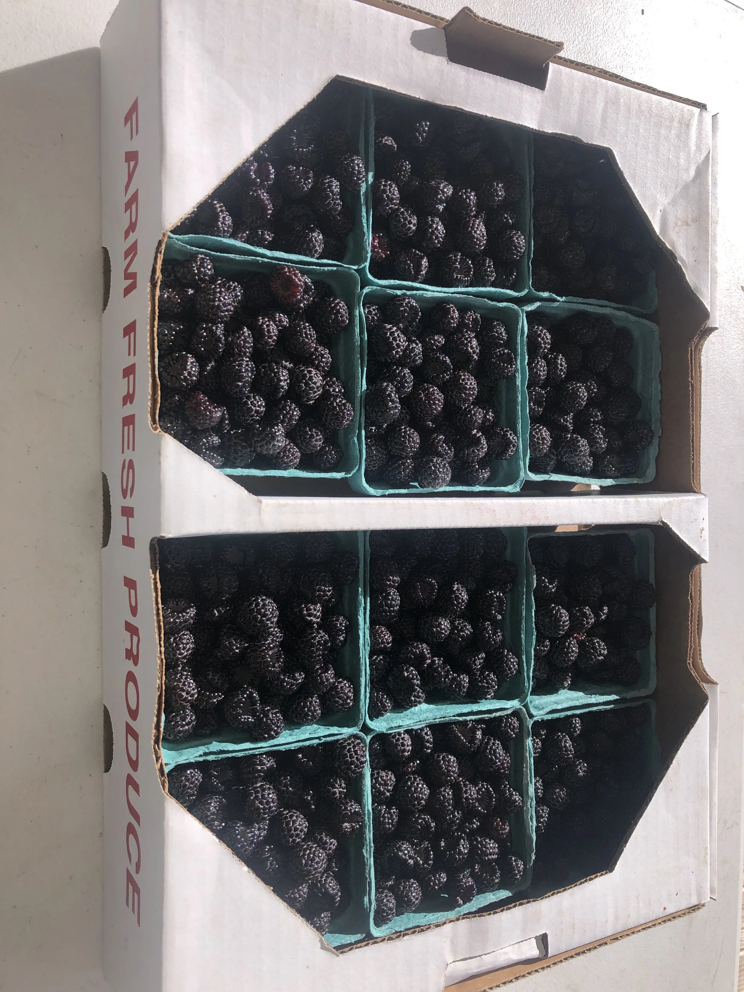 Berry season is here! — Day Spring Farm