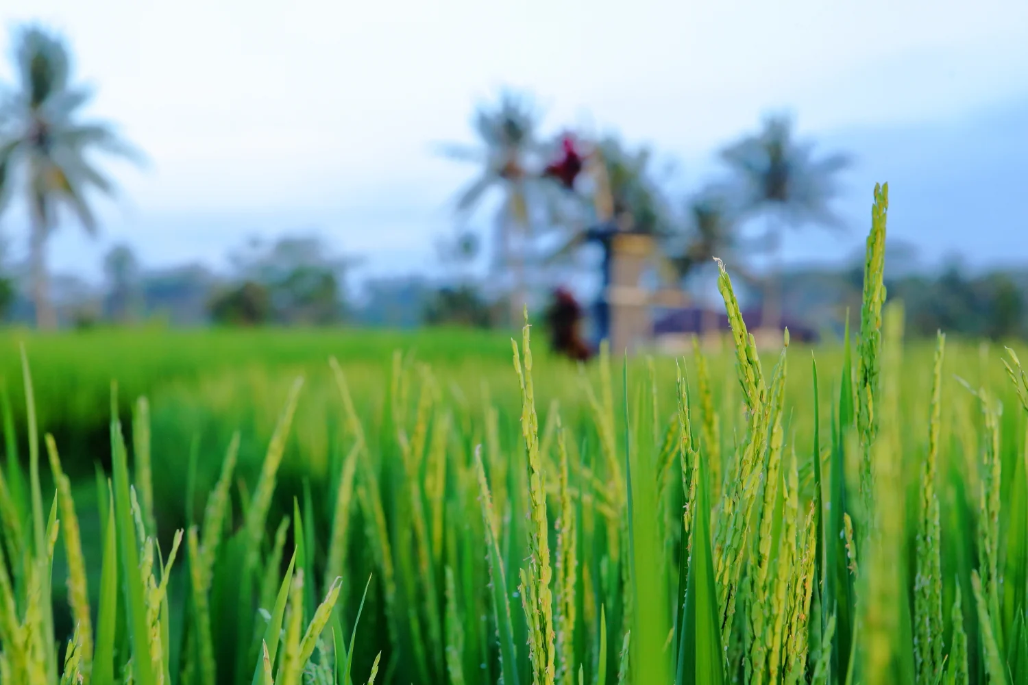 bali field.JPG
