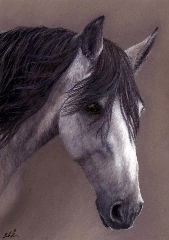 Spanish Horse Commission - SOLD