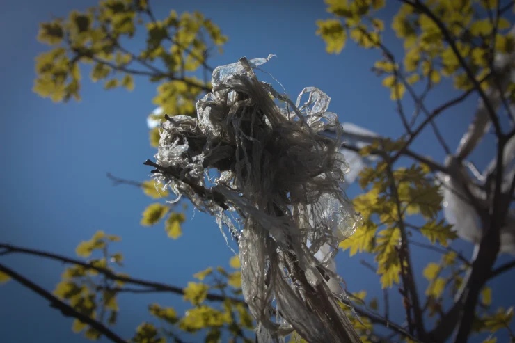 #1, Tree Bag Series 2014