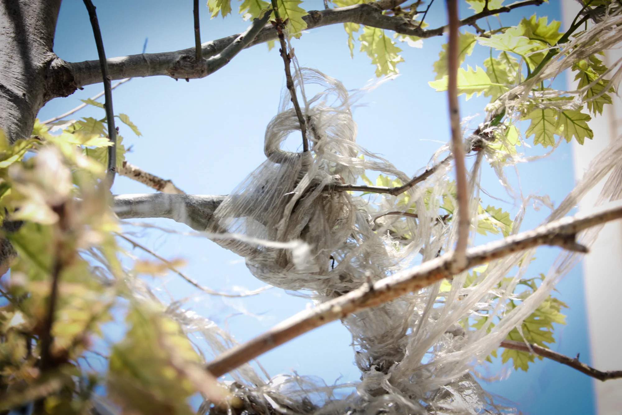 #3, Tree Bag Series 2014