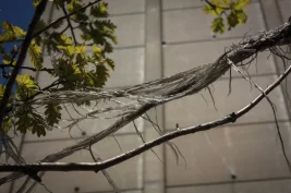 #4, Tree Bag Series 2014