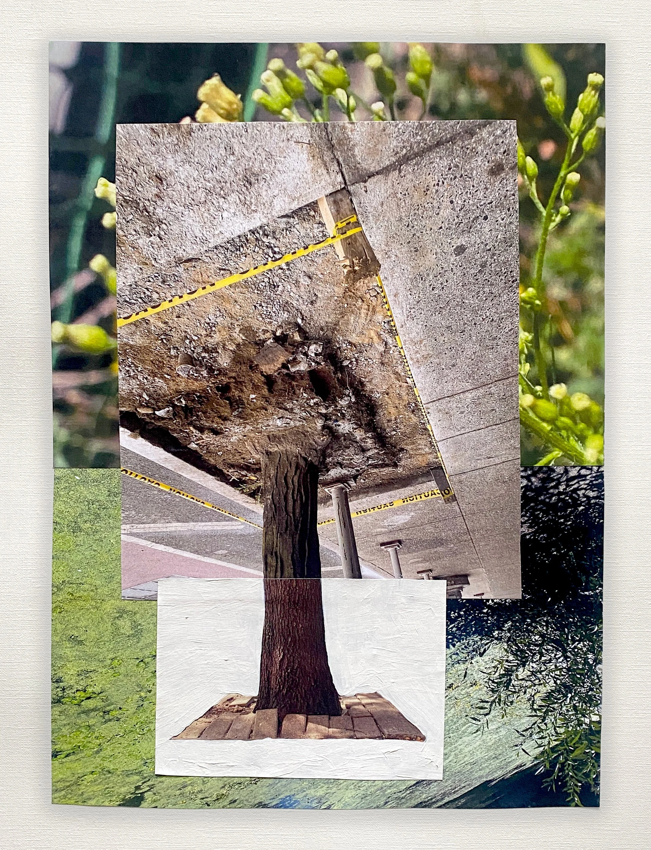 LeighKlonskyStreetTree3.jpg