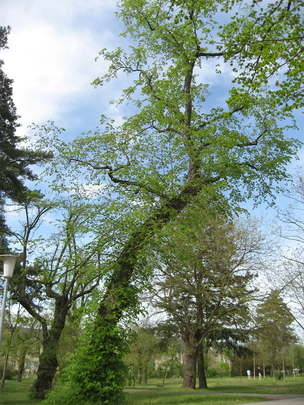 Baum des Jahres — ProAkaziengarten e.V.