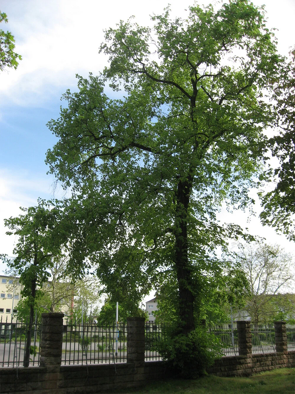 Baum des Jahres — ProAkaziengarten e.V.