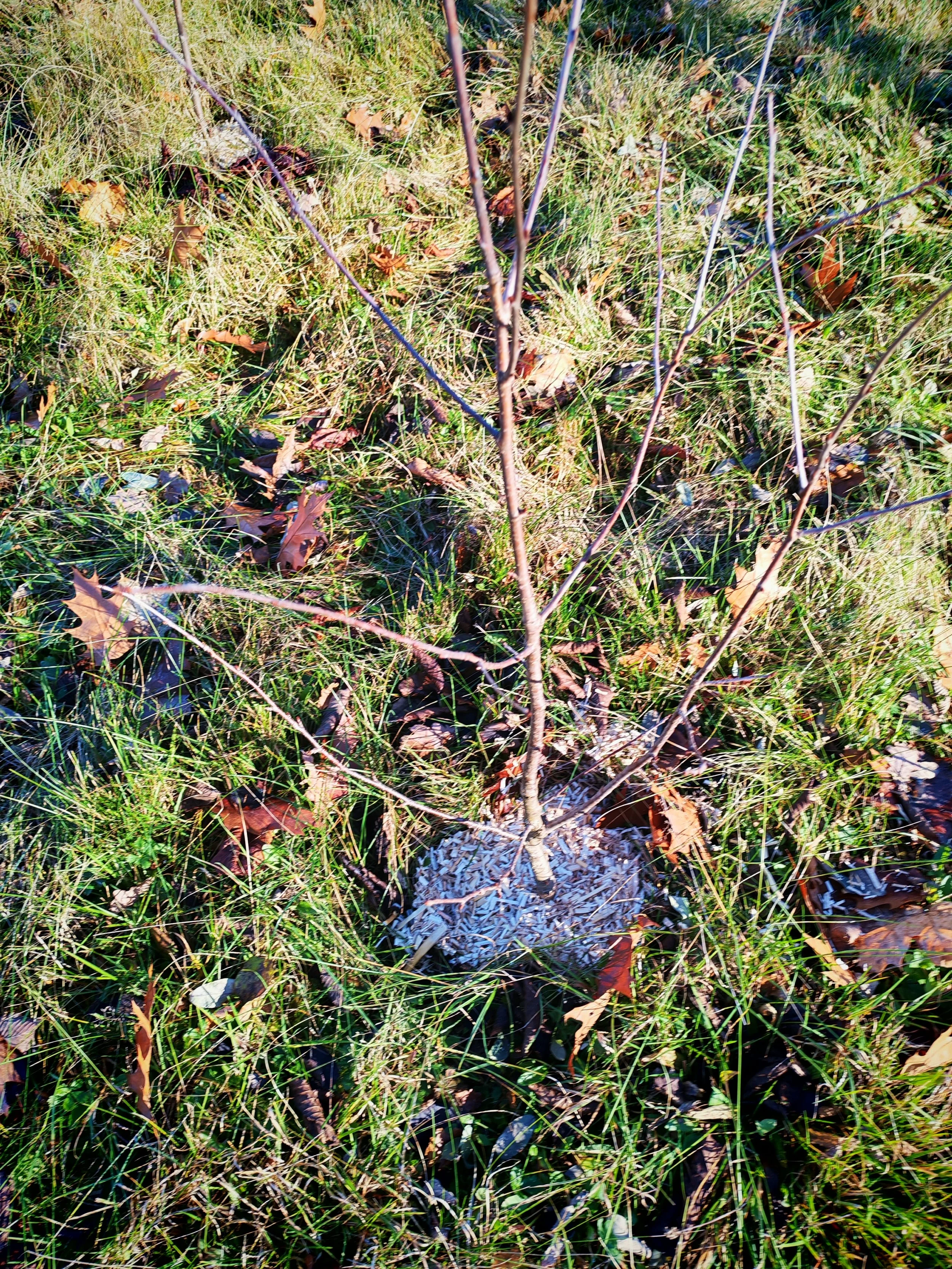 IMG_20251121_132012.jpg