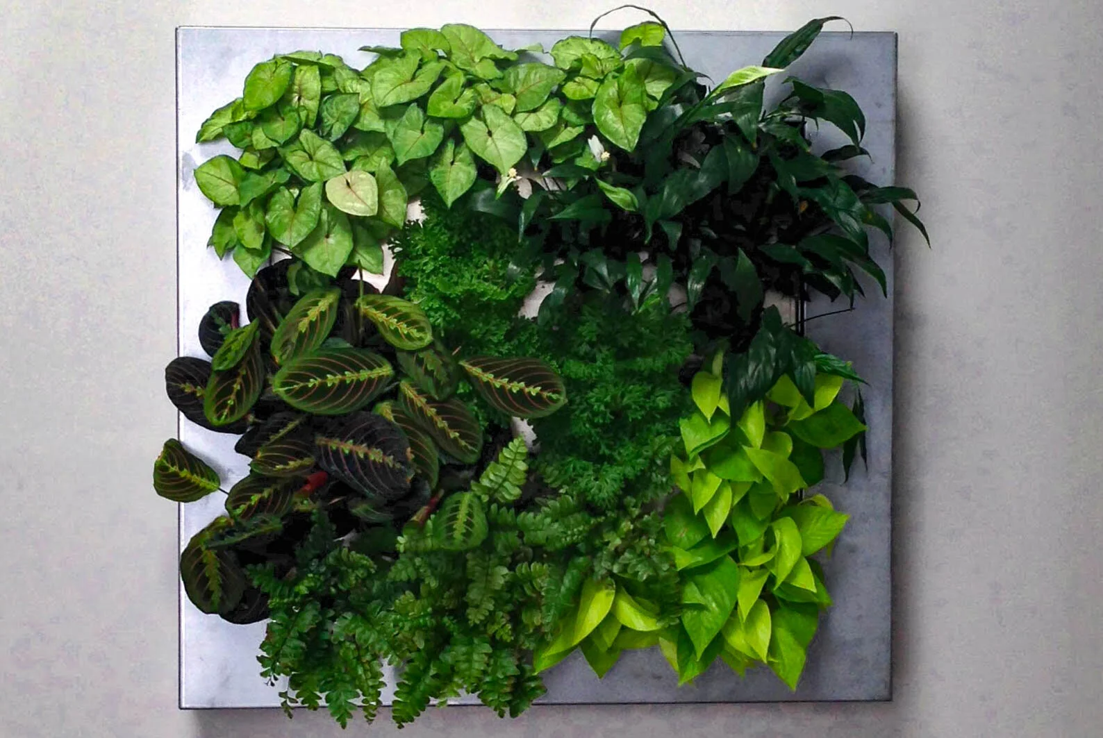 Herb wall.jpg
