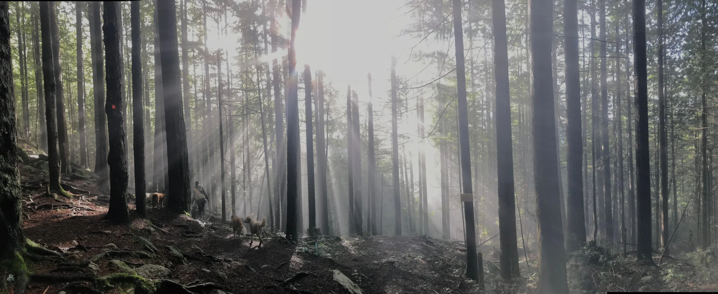 “The goal of the Osteopath is to find health, anyone can find disease.”   - A.T. Still, Founder of Osteopathy