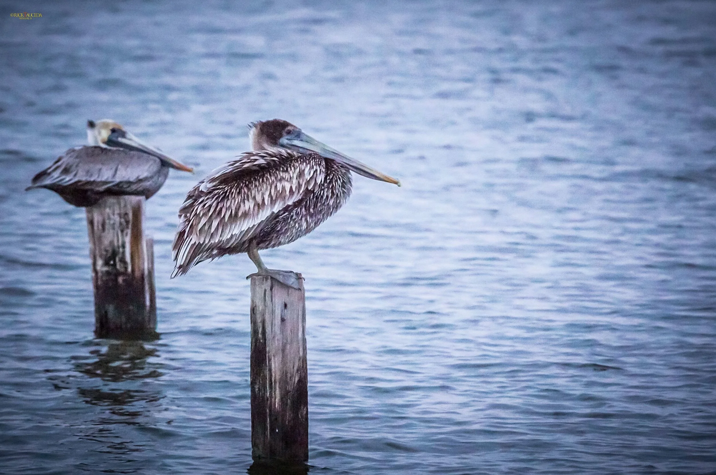 Louisiana Fly Fishing Guides in Venice LA Cajun Fishing Adventures LLC