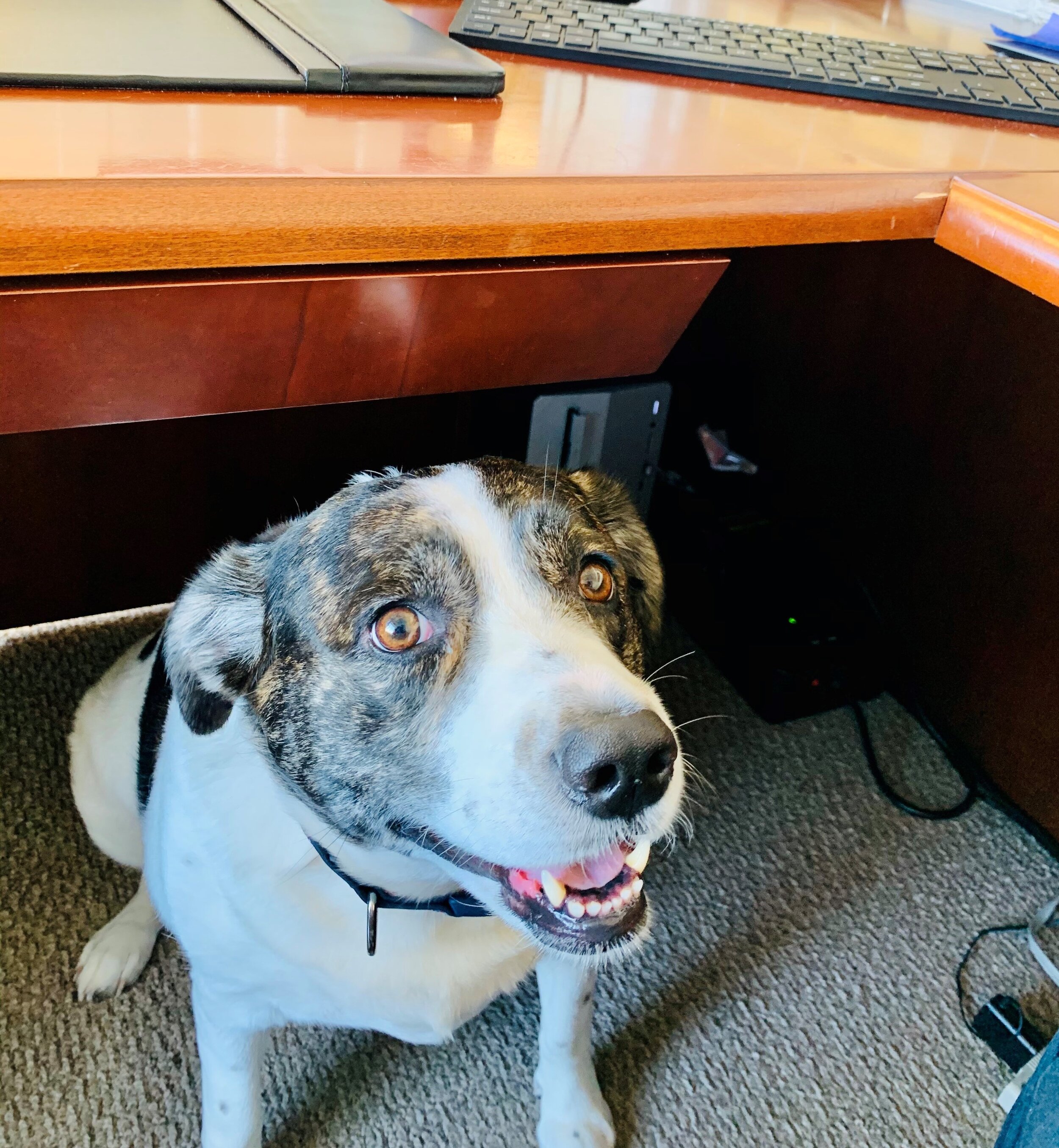 Piper in office pic cropped.jpg