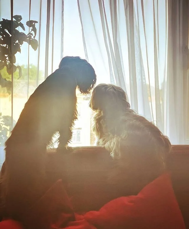 Even the dogs have had enough of lockdown. At least we get to go for walks with them. #lockdown #inside #dogsofinstagram #dog #mansbestfriend #grateful #health #window