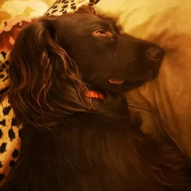 And finally she sleeps with one eye open....and snores! 
#cockerspaniel #cockerspanielsofinstagram #sleep #oneeyeopen #sleep #letsleepingdogslie