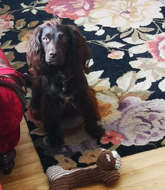 Waiting for the Kung Fu class to start 😄
#onlinepersonaltrainer #kungfu #shaolin #cockerspanielsofinstagram #cockerspaniel #mansbestfriend