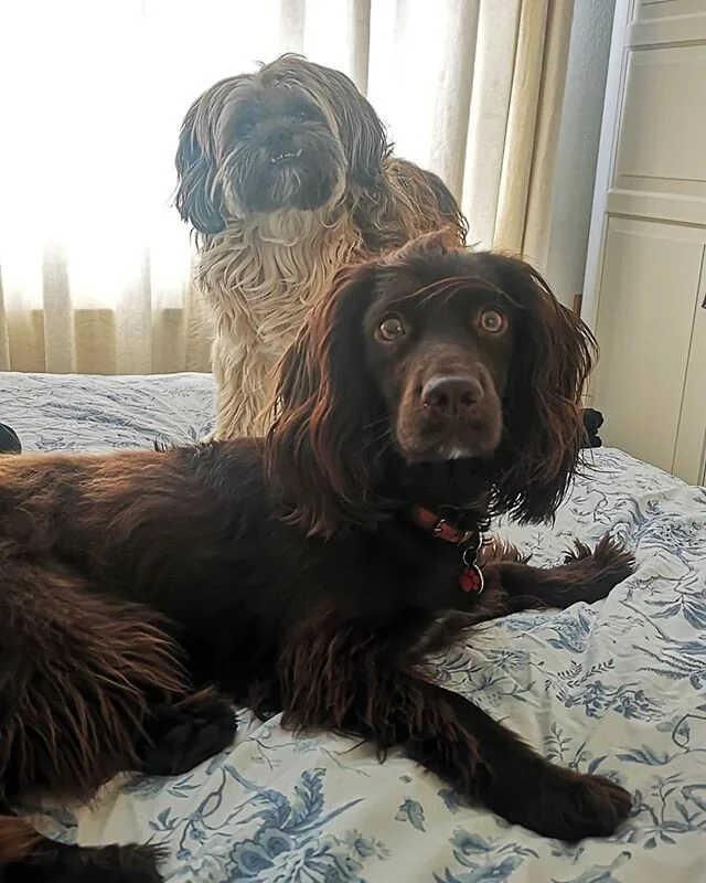 Even Bella and Harry went to meet with everyone tonight. Walkies and friends! Happy days
#dogsofinstagram #cockerspanielsofinstagram #happy #kungfu #happydays