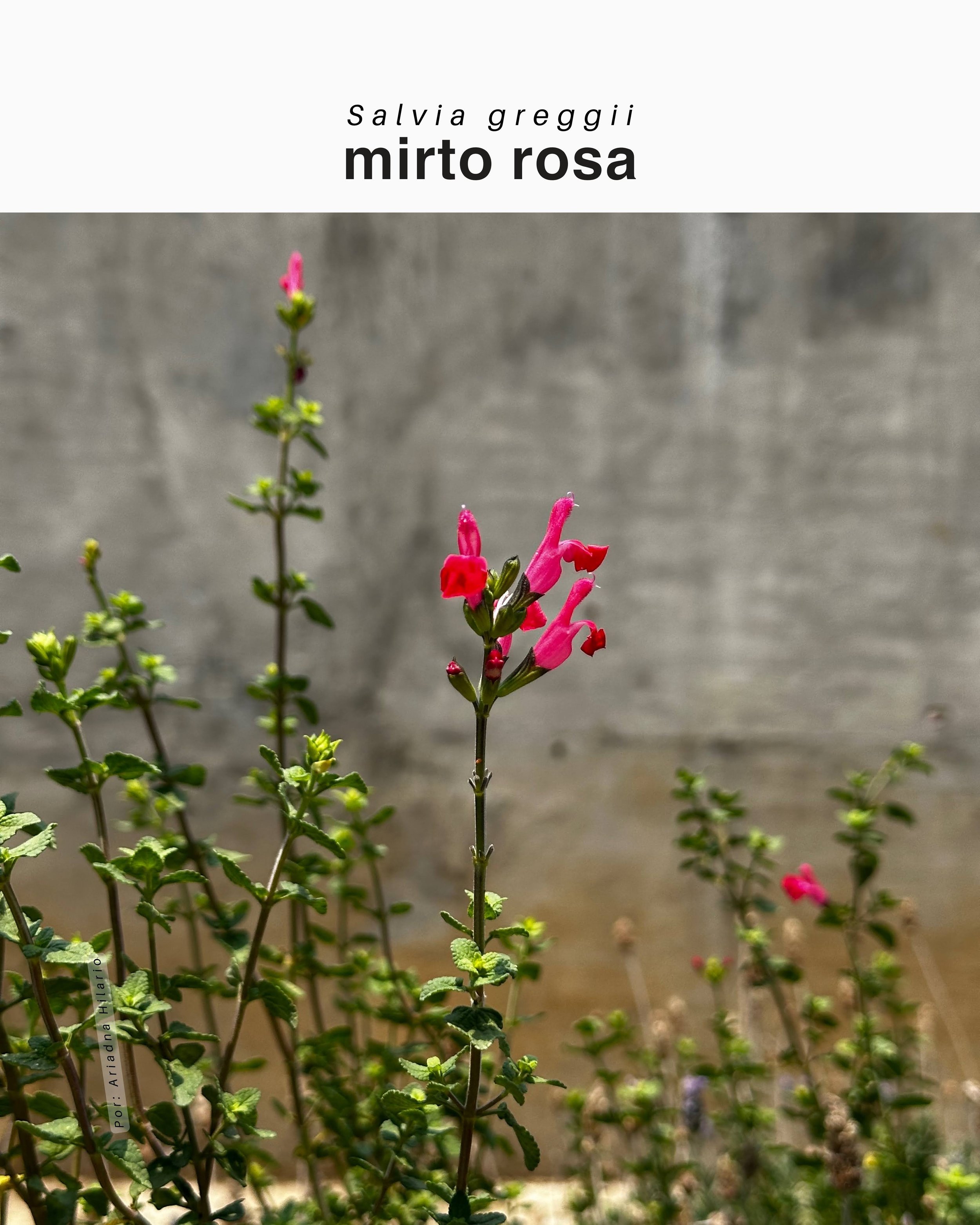 Salvia greggii / Mirto rosa