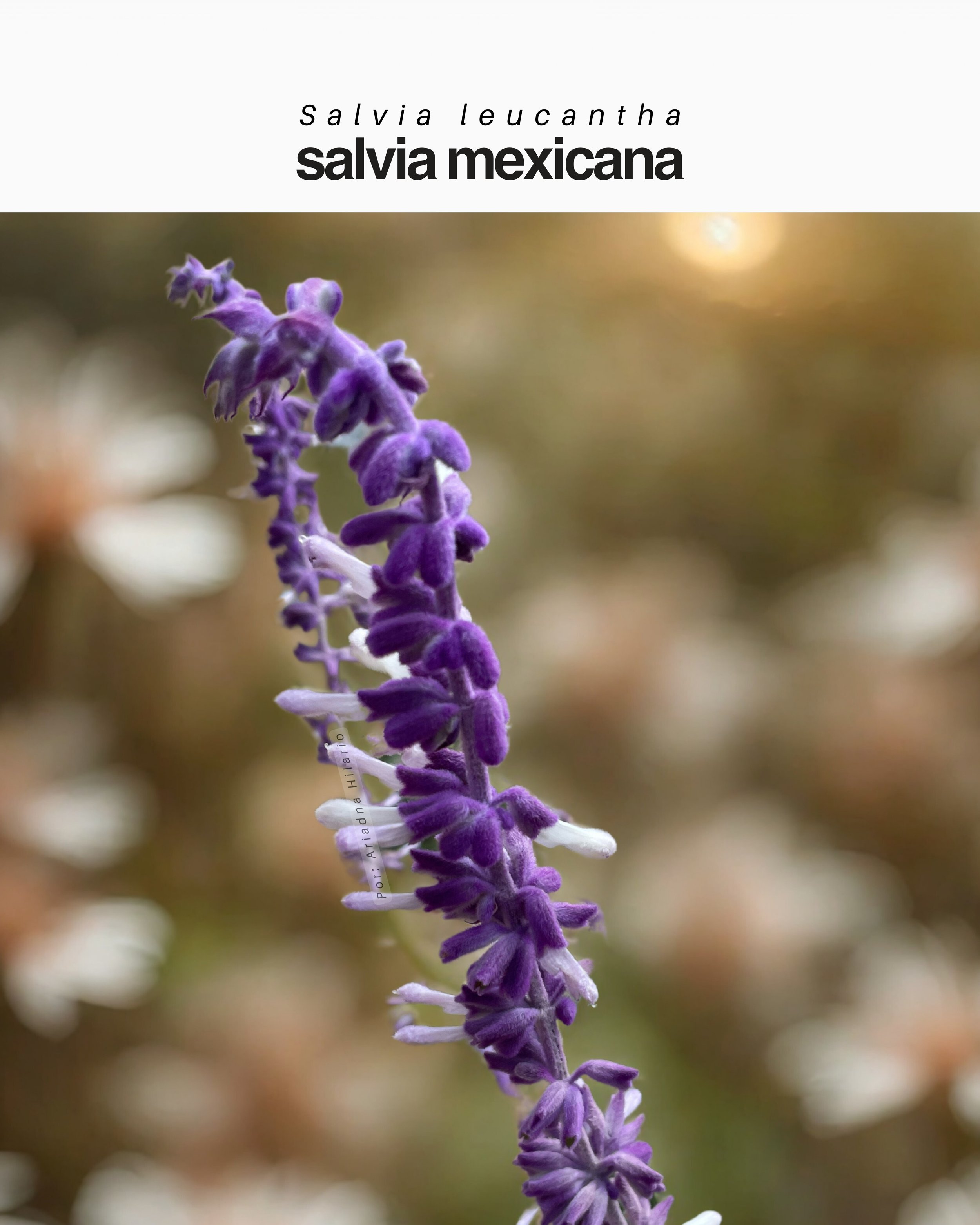 Salvia leucantha / Salvia mexicana