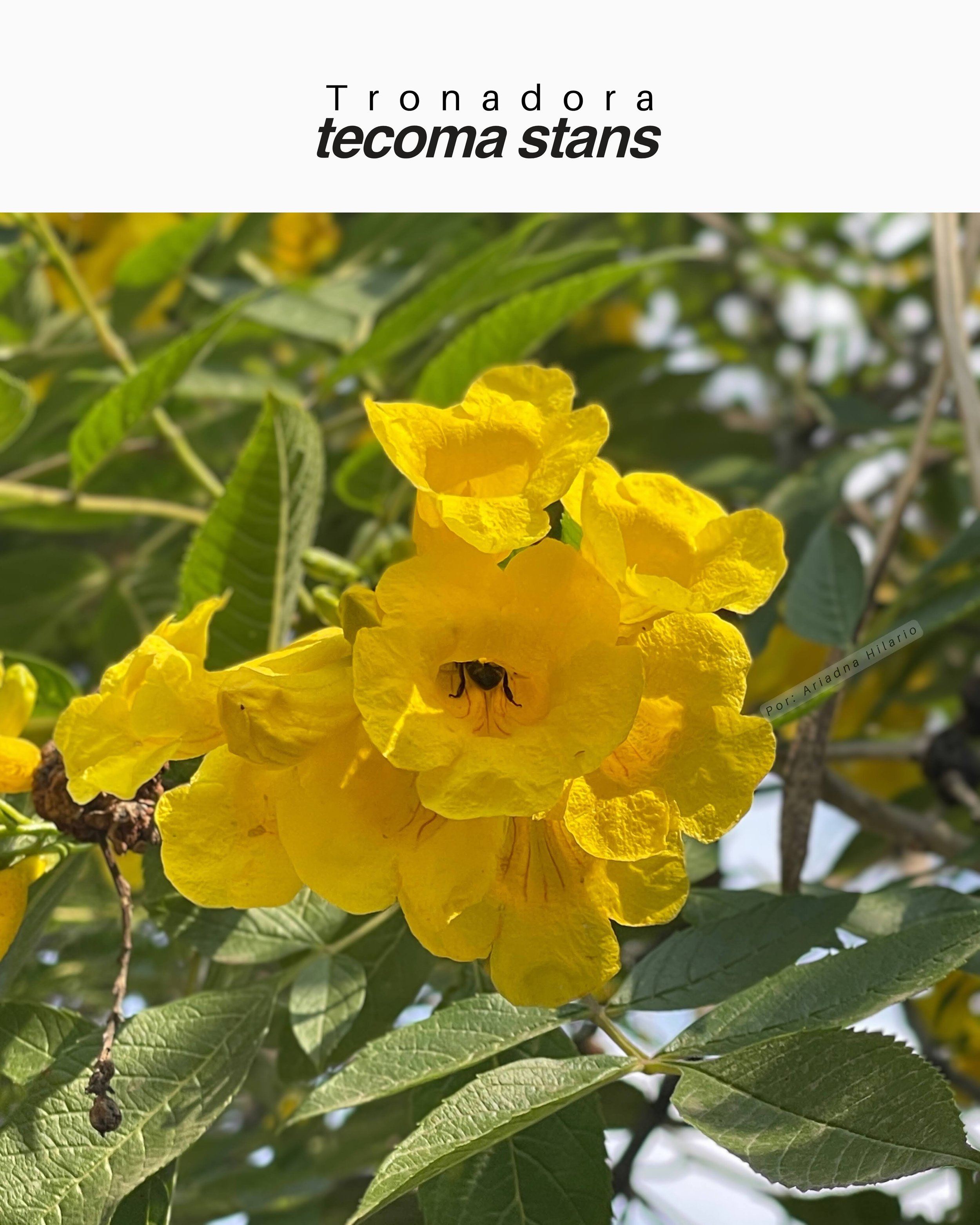 Tecoma stans / Tronadora