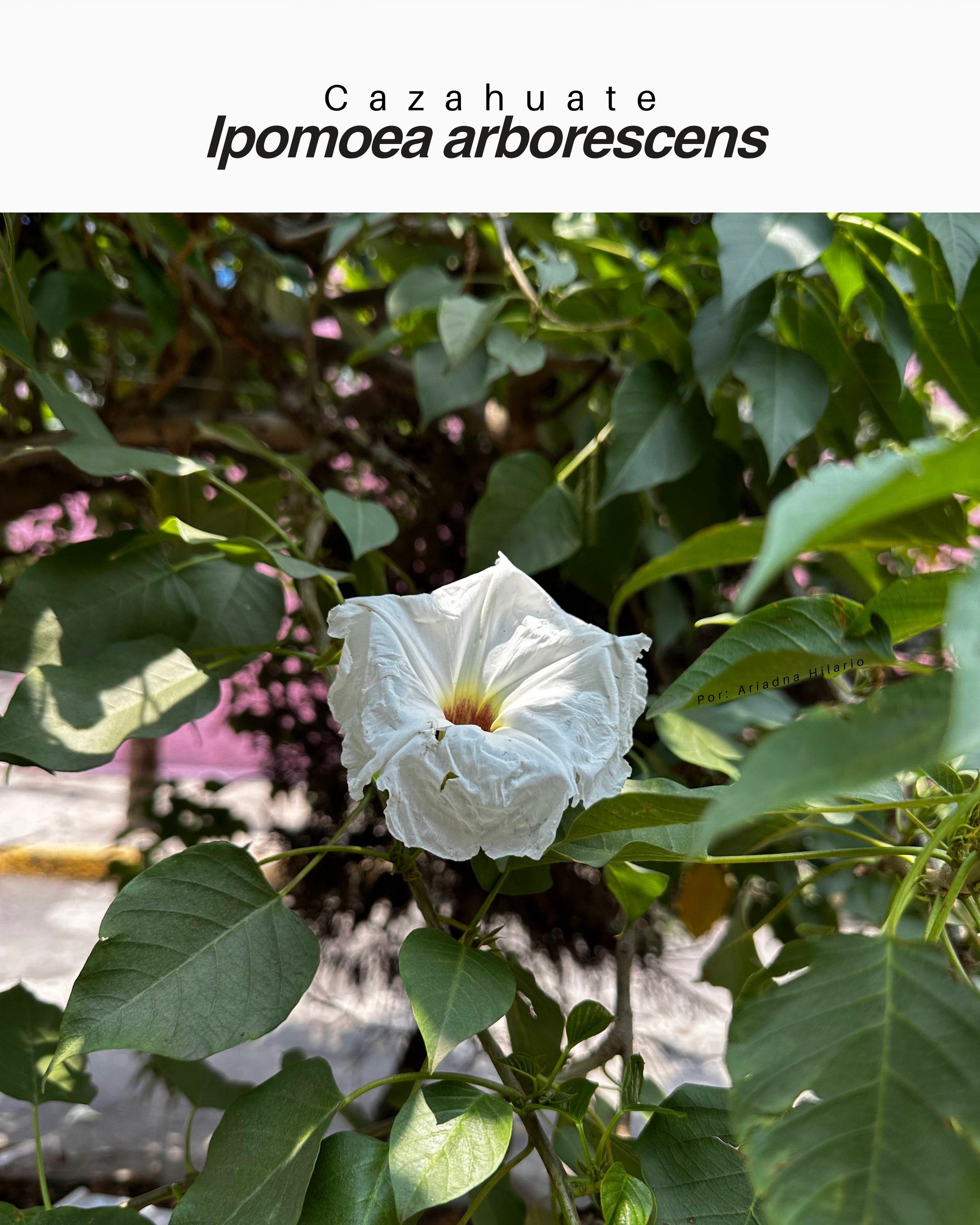 Ipomoea arborescens / Cazahuate blanco