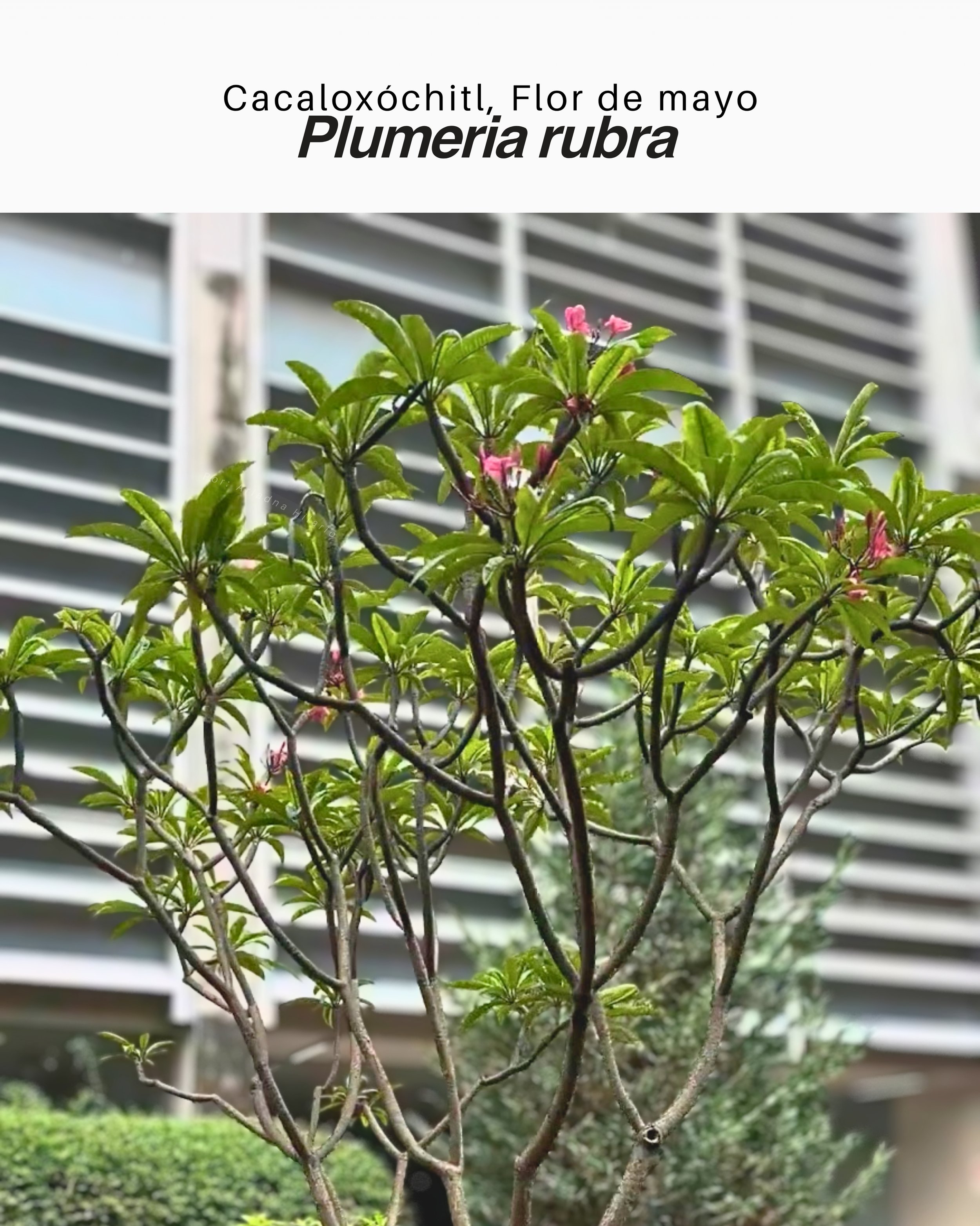 Plumeria rubra / Flor de mayo, Cacaloxóchitl