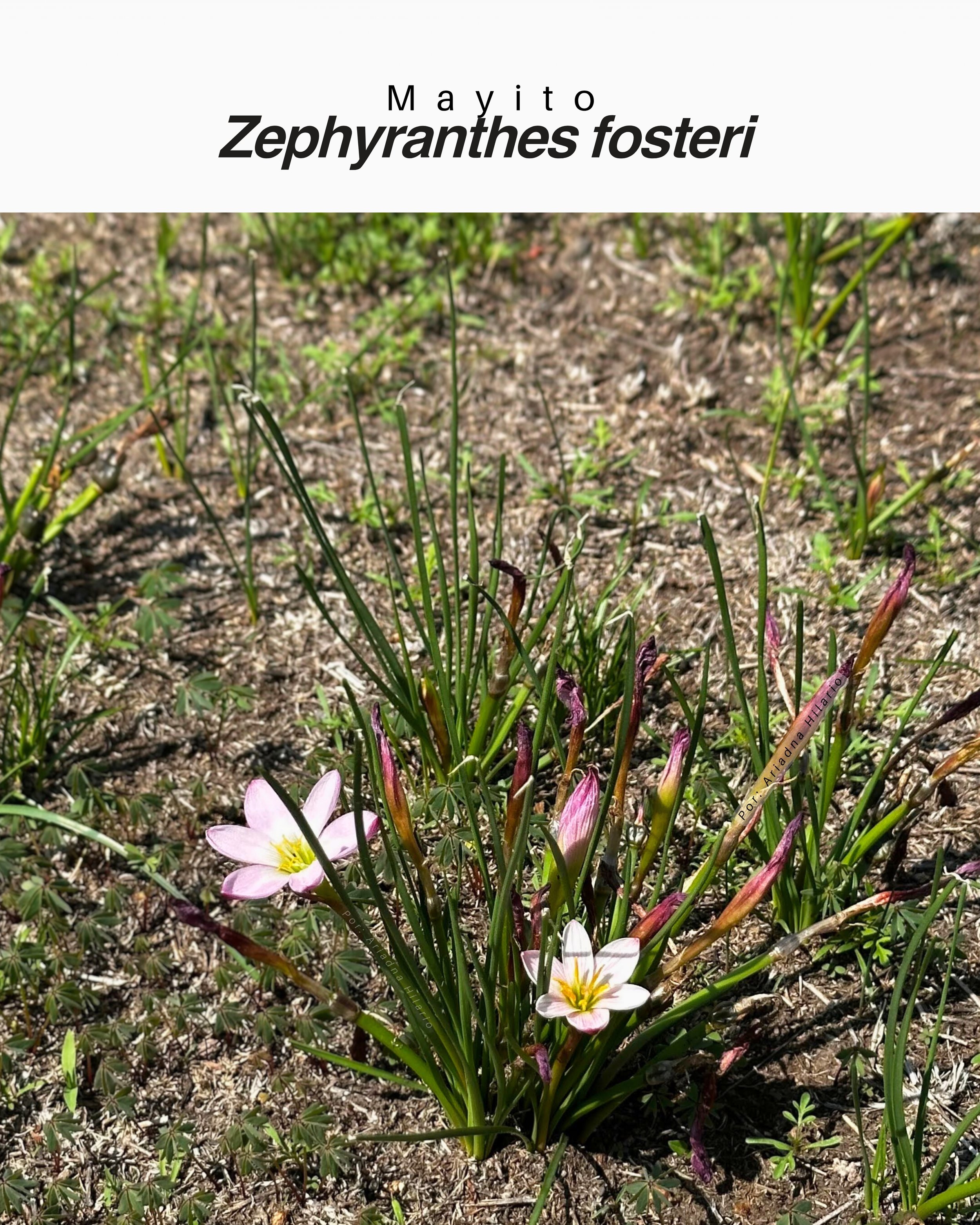 Zephyranthes fosteri / Mayito (Lirio de lluvia)