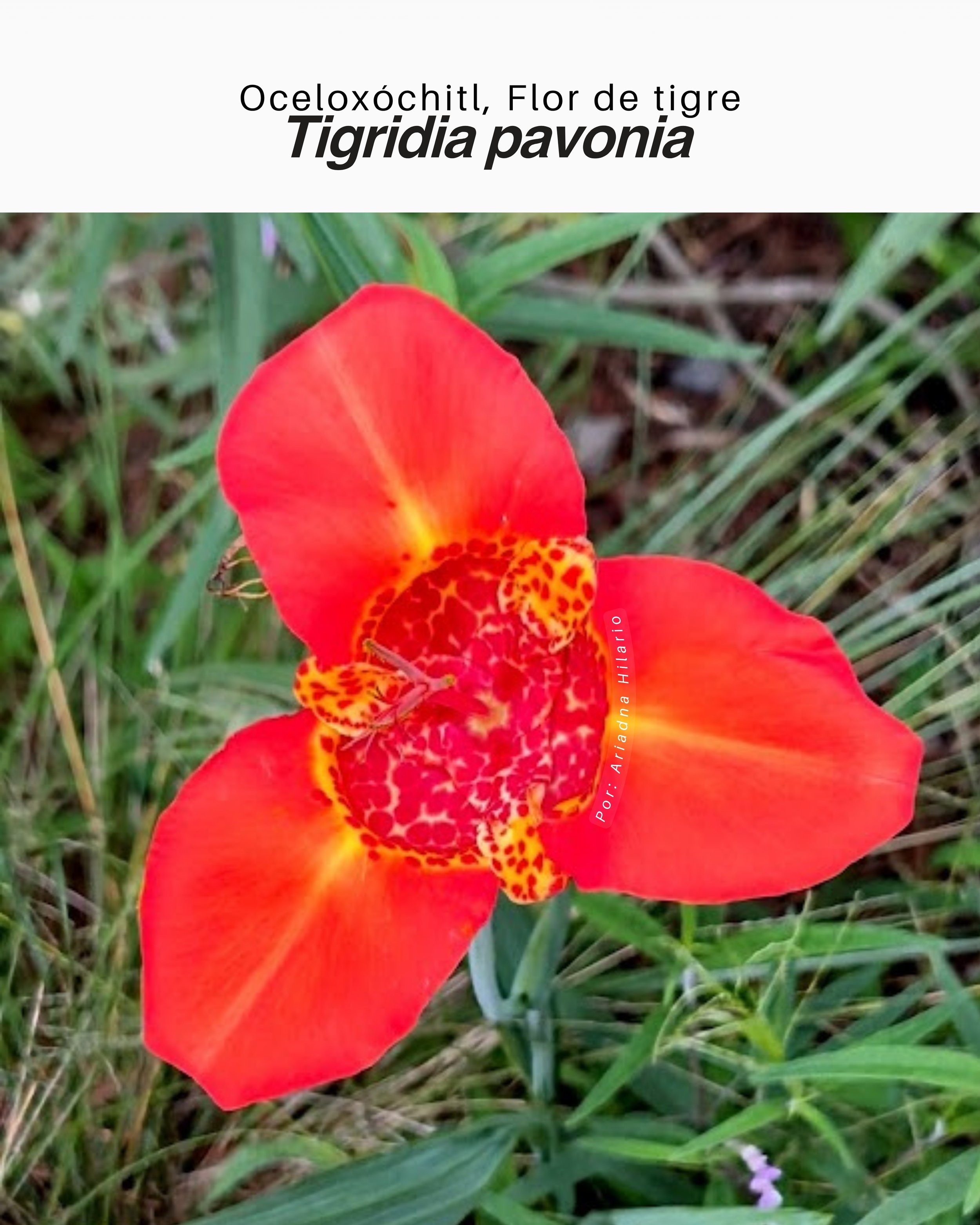 Tigridia pavonia / Oceloxóchitl, flor de tigre