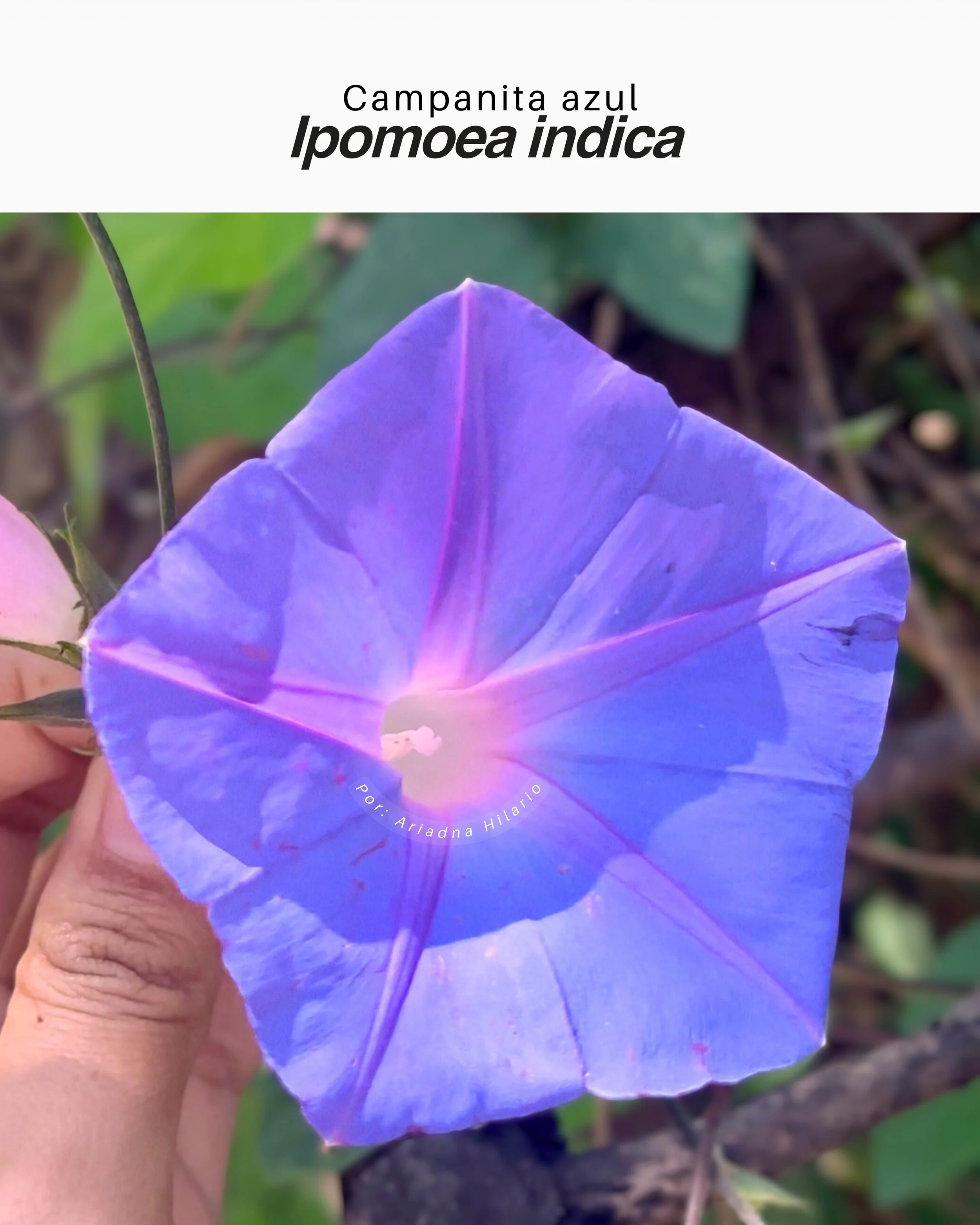 Campanita azul / Ipomoea indica
