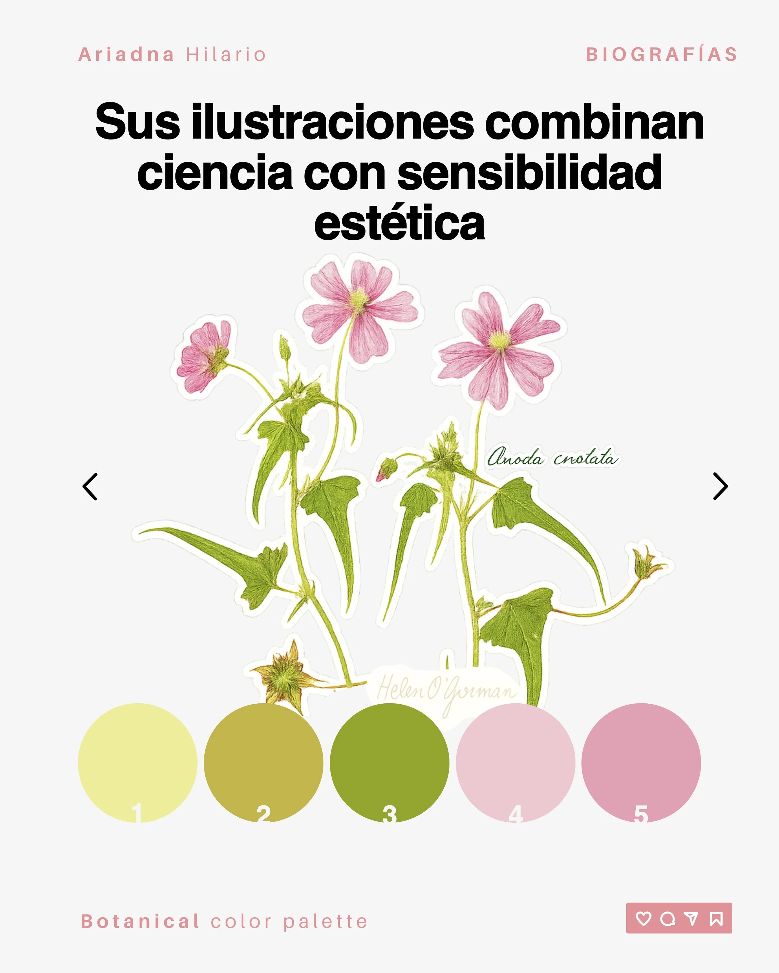 Helen-Fowler-O´Gorman-Lanpher-La-botánica-como-arte-anoda-cristata.jpg