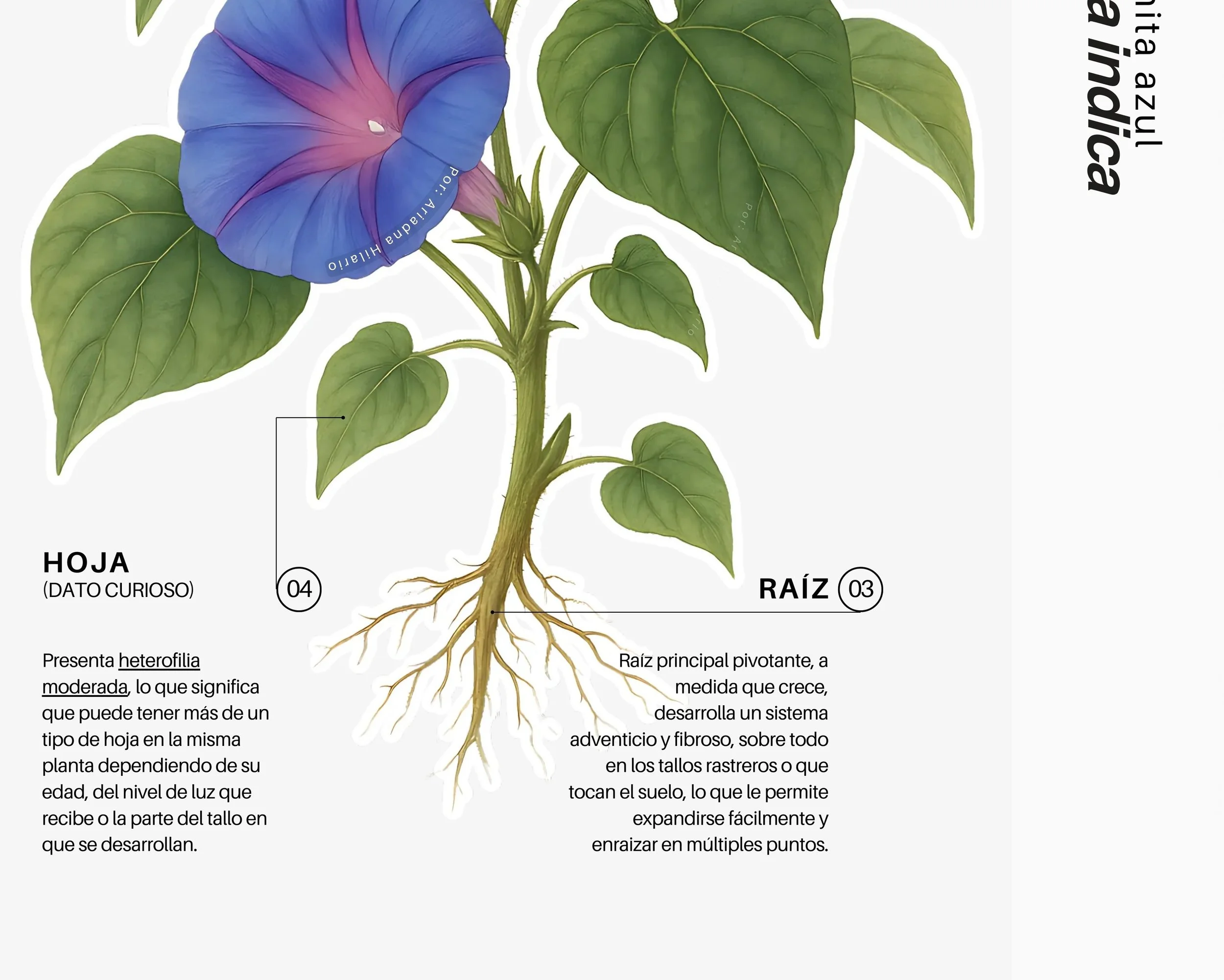 Flor de Ipomoea indica, flor nativa de México. Tambien conocida como campanita azul.