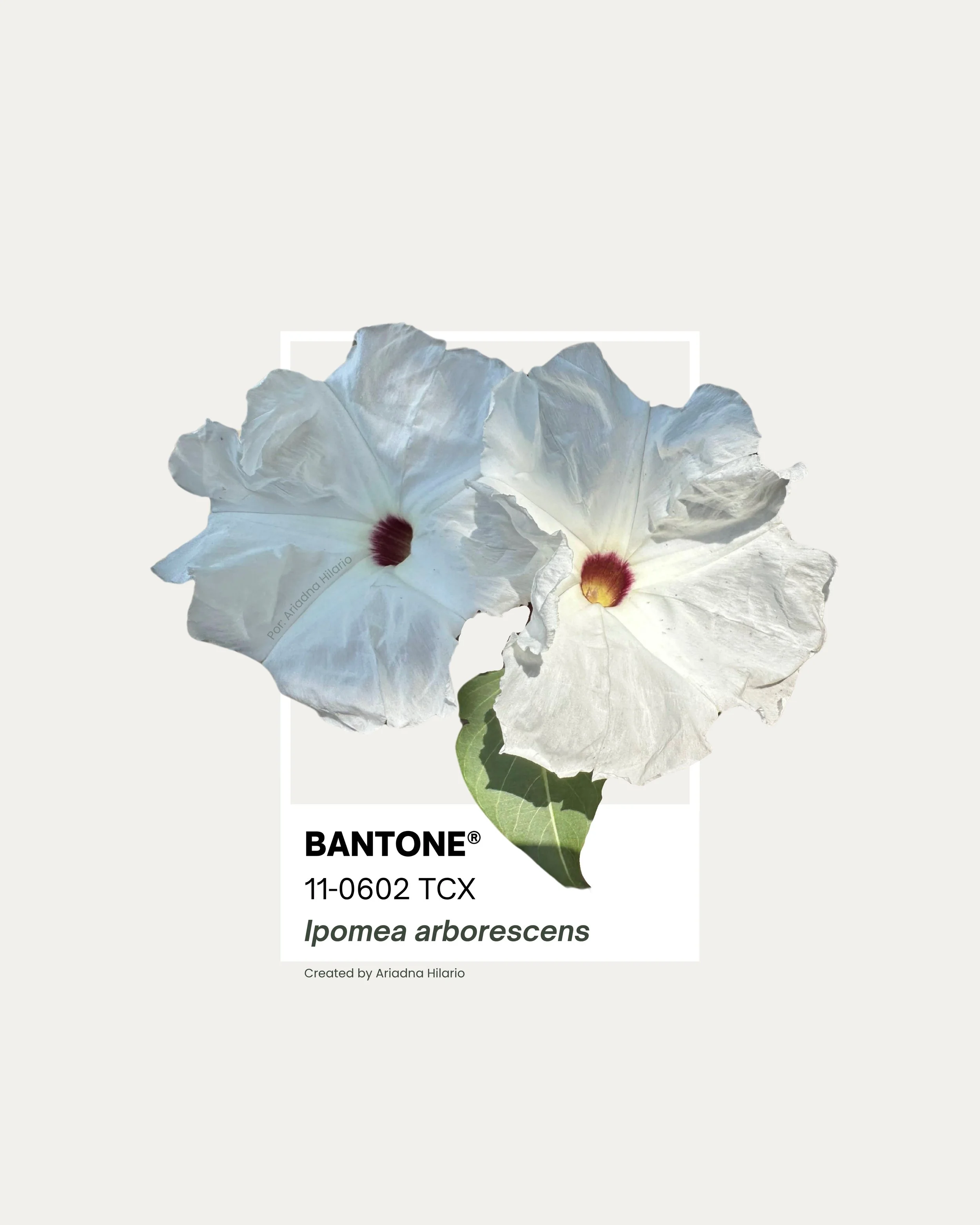 Pantone de Ipomoea arborescens (Cazahuate blanco), árbol nativo mexicano en floración.