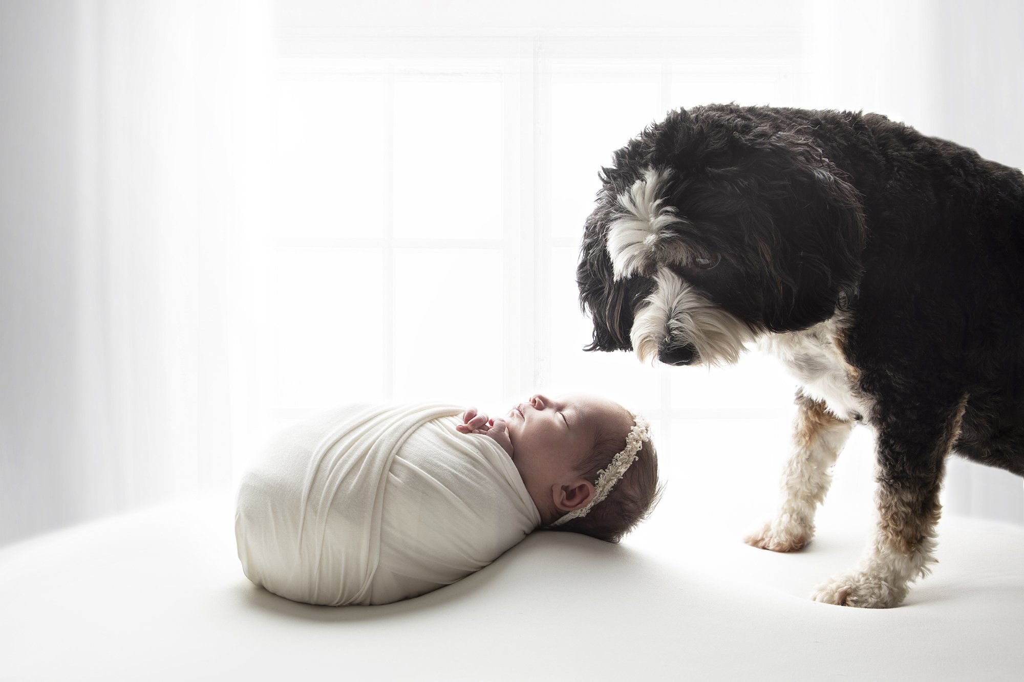 Dog and Newborn Photography