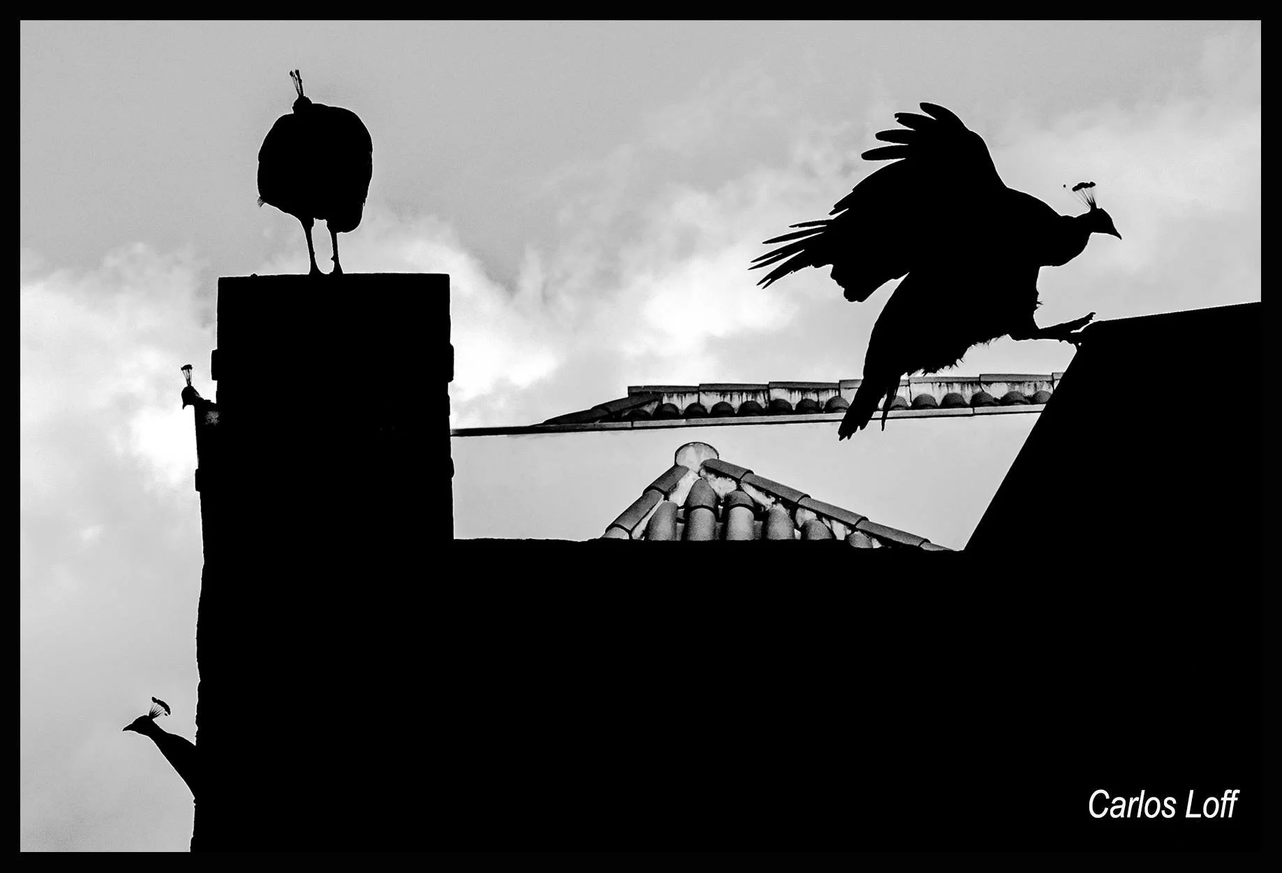 1 Dia no Zoo - Fotografia de Animais em Ação (5 vagas de 10)