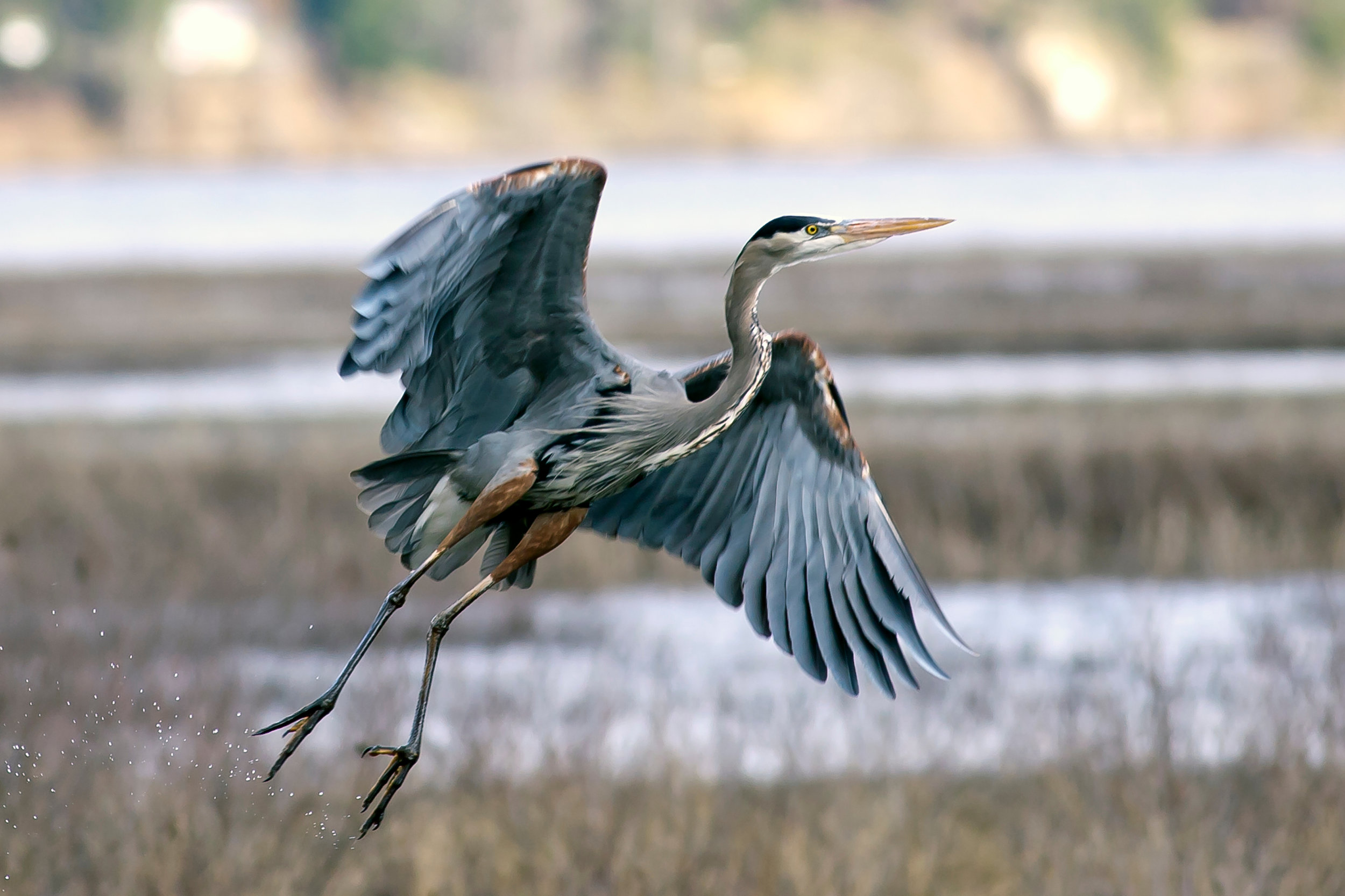 Canva - Great Blue Heron Take Off.jpg