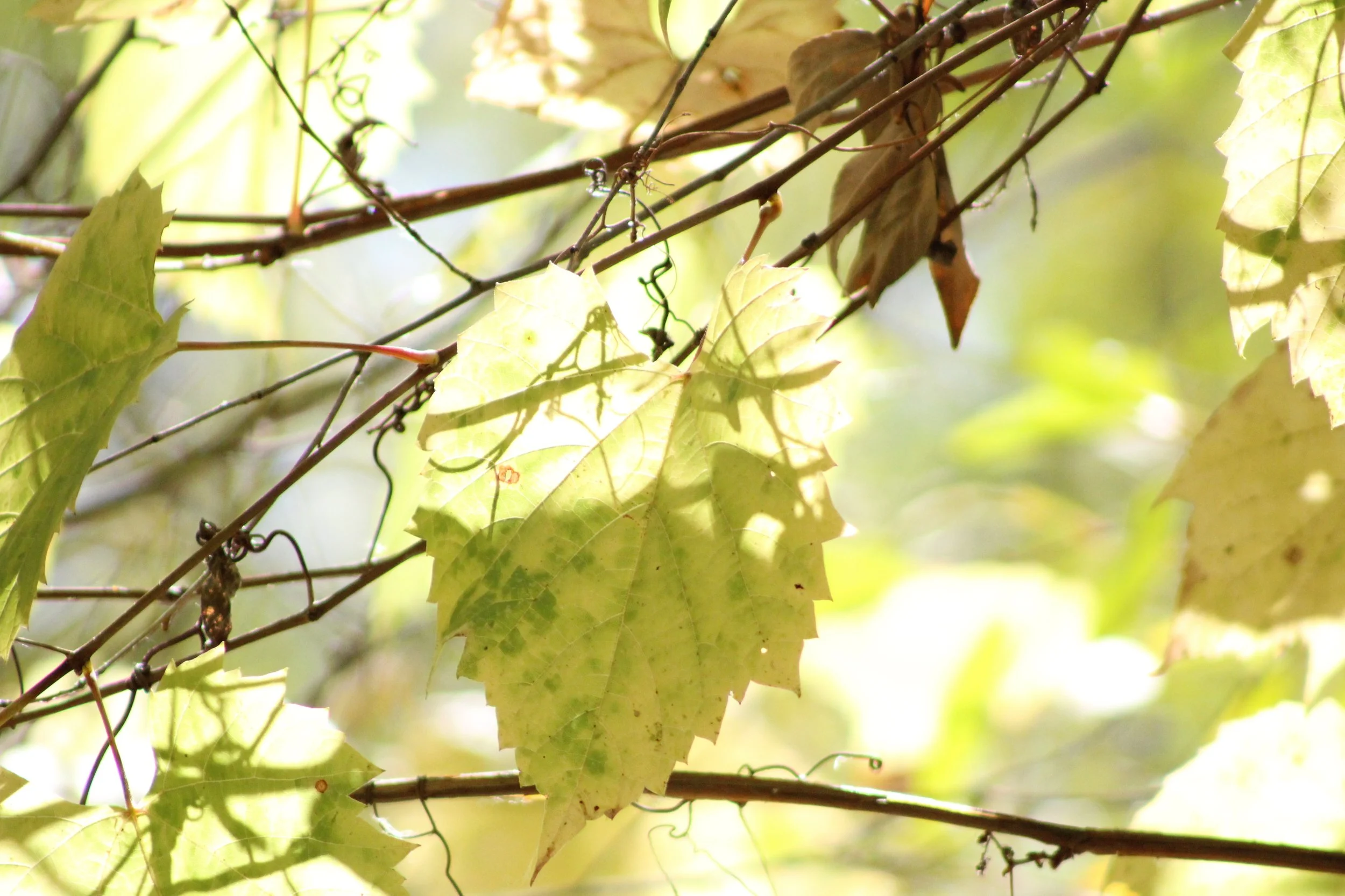 Worry and the Danger of Playing God