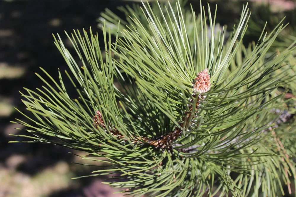 Living in Expectation