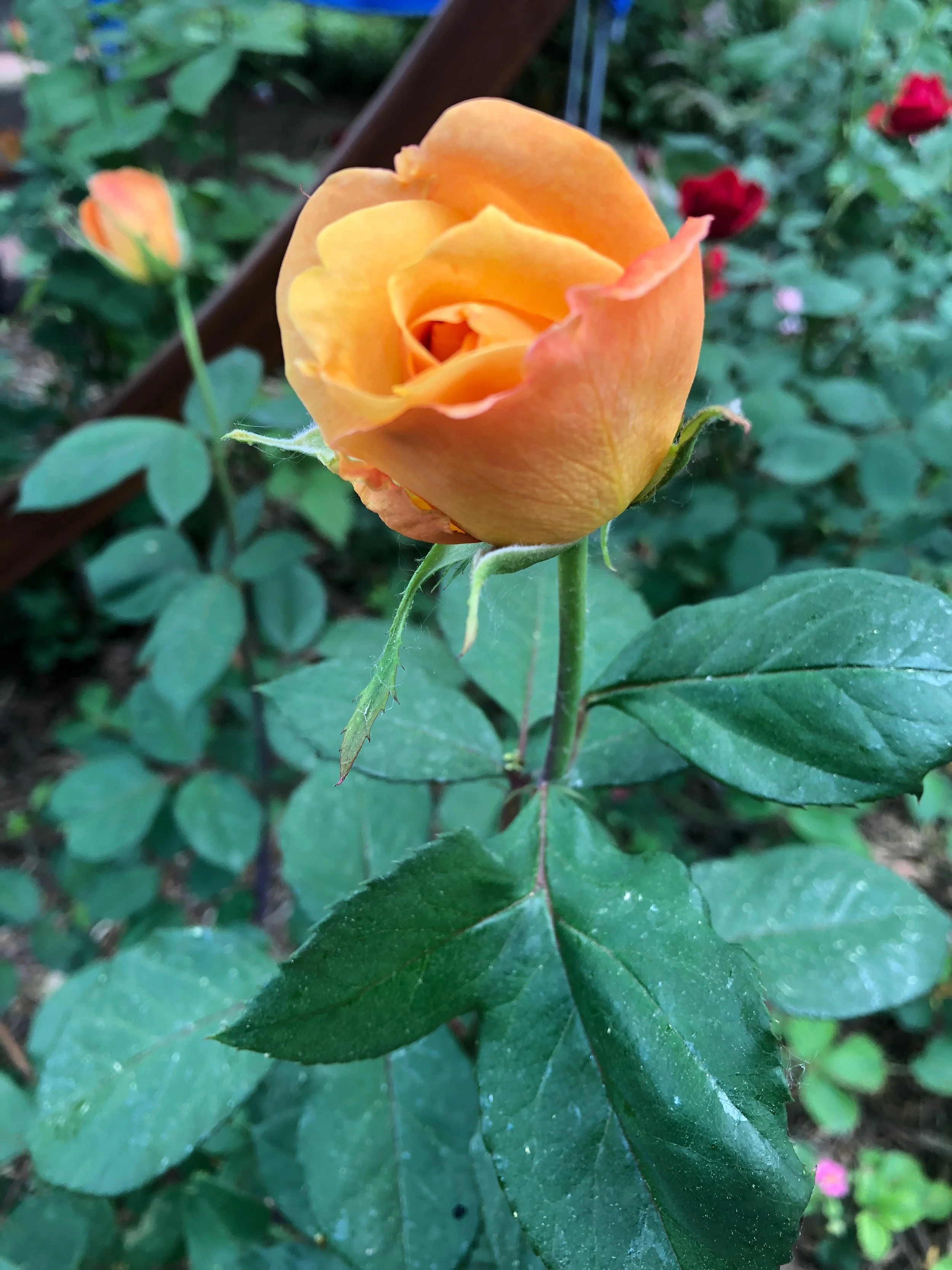 Recognizing the Flowers and Giving Thanks