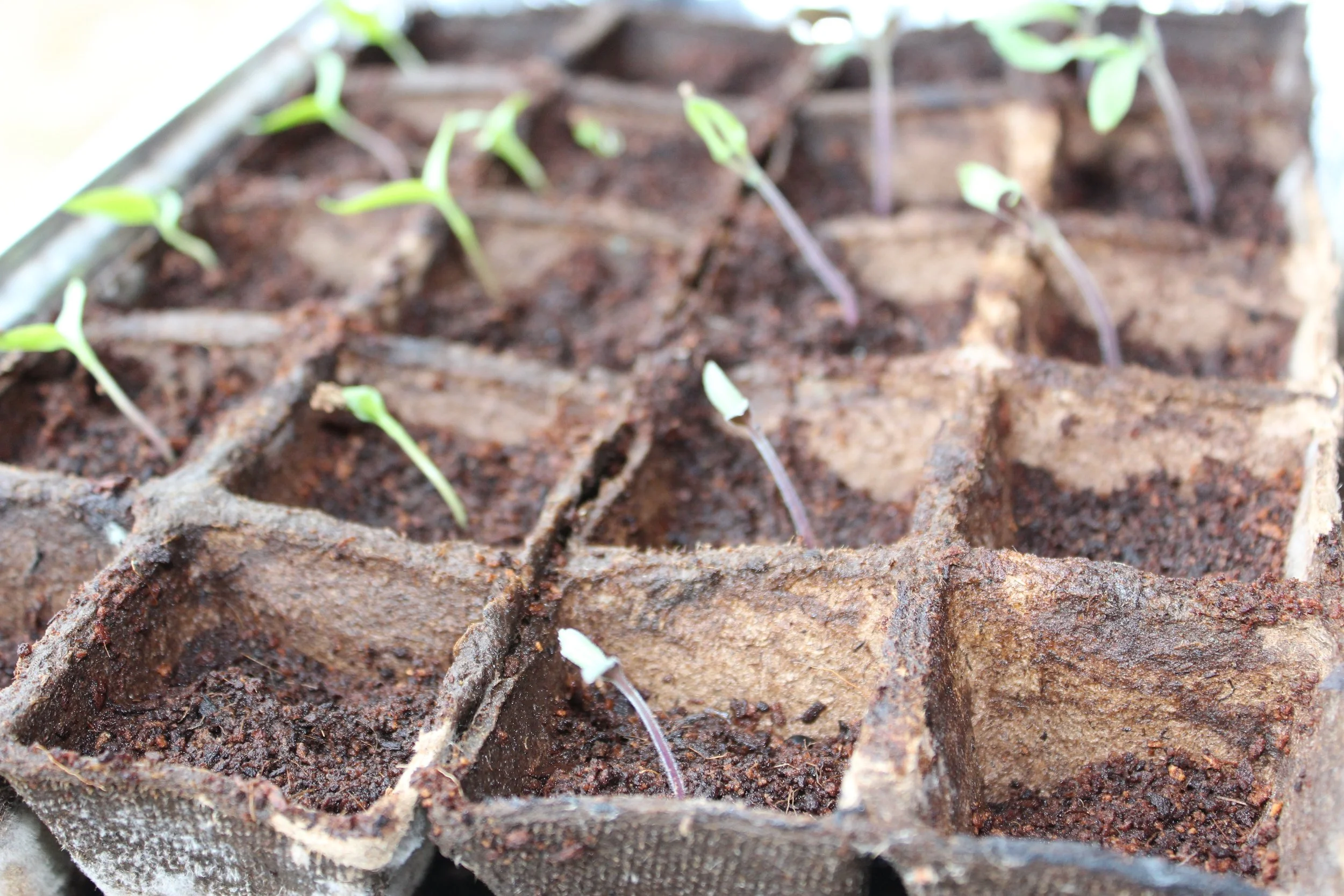 Barren Gardens and the Fruit of the Spirit