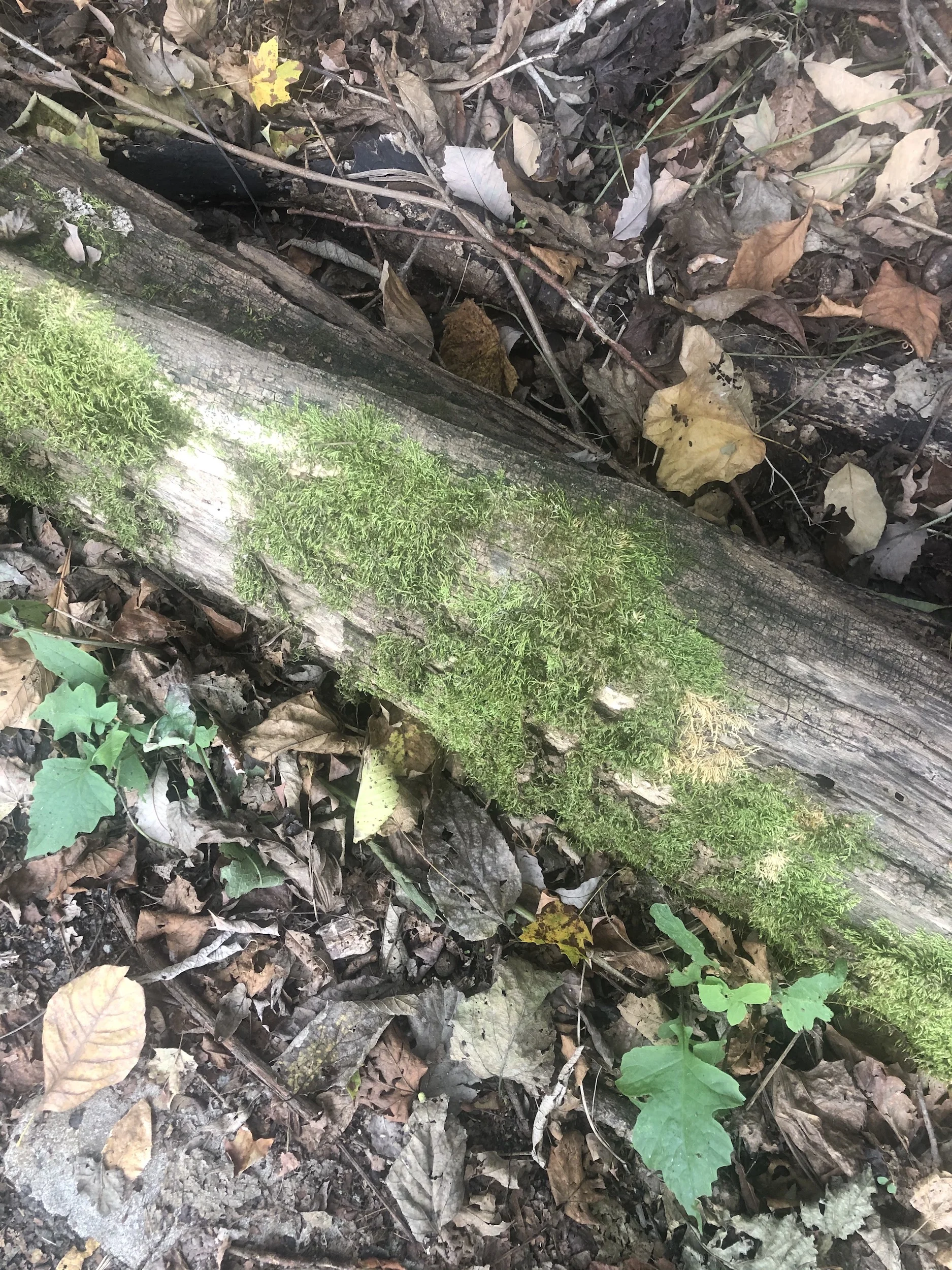 2019 Report for Broken & Hopeful