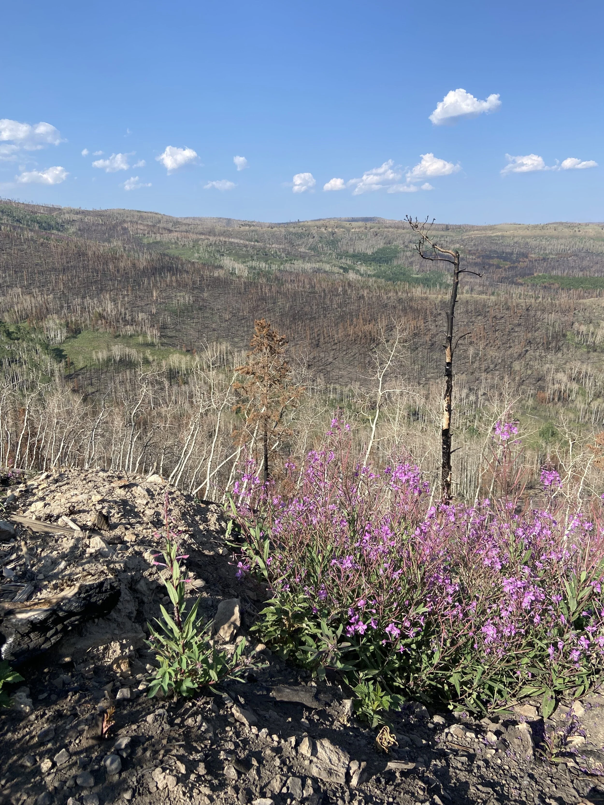 Beauty From Ashes