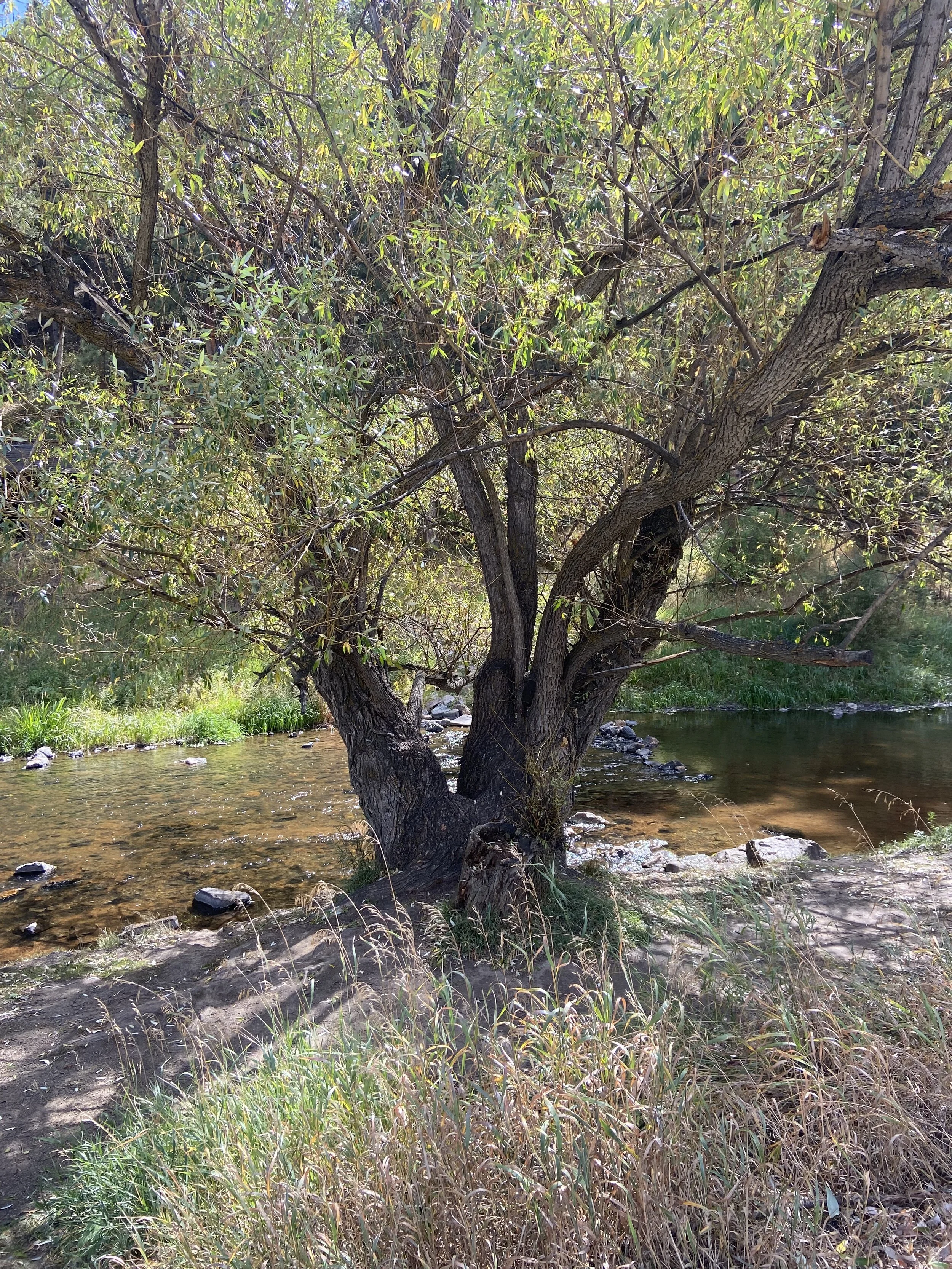 Choosing Busy or Rest