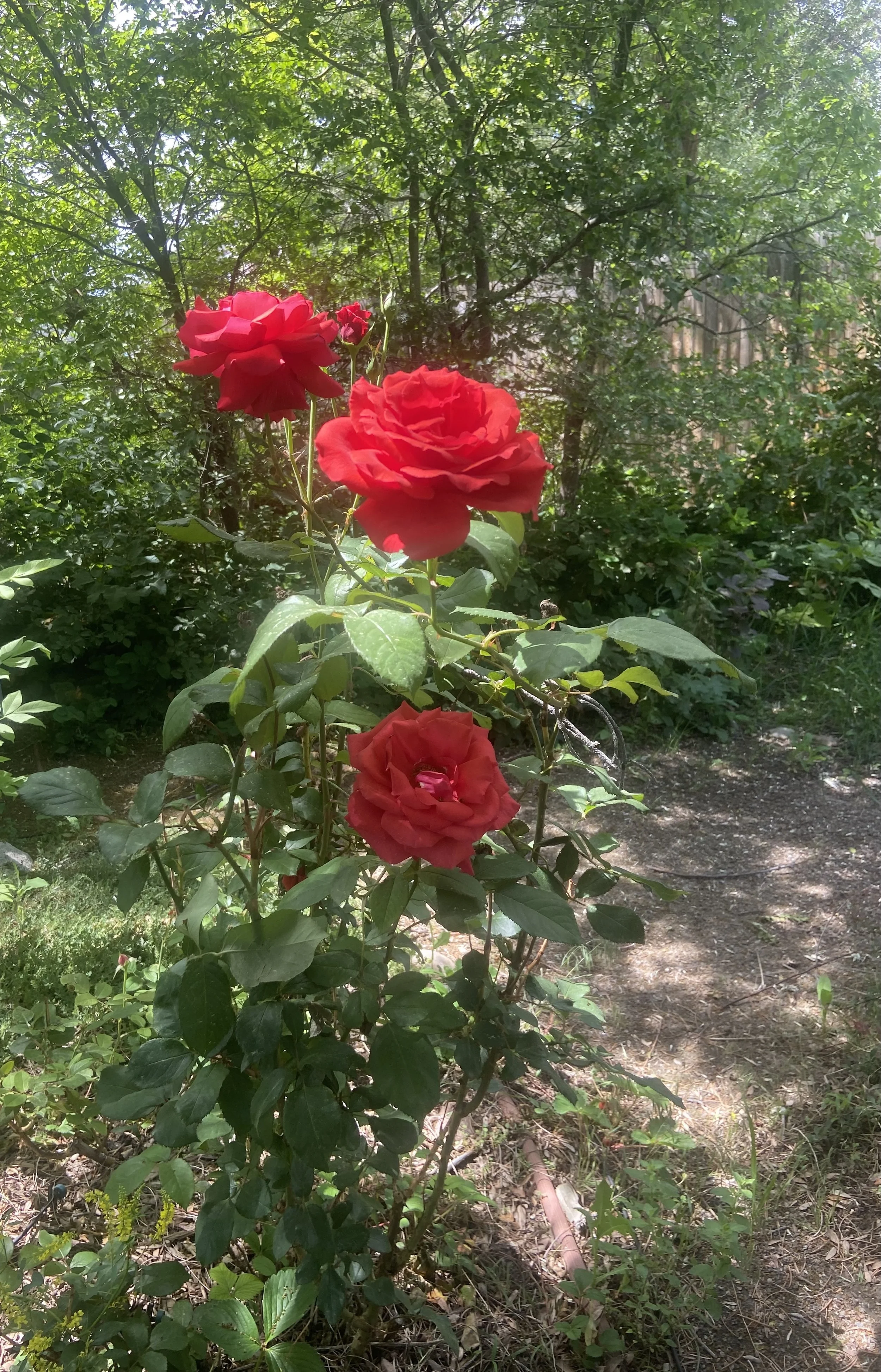 Wisdom and Difficulty