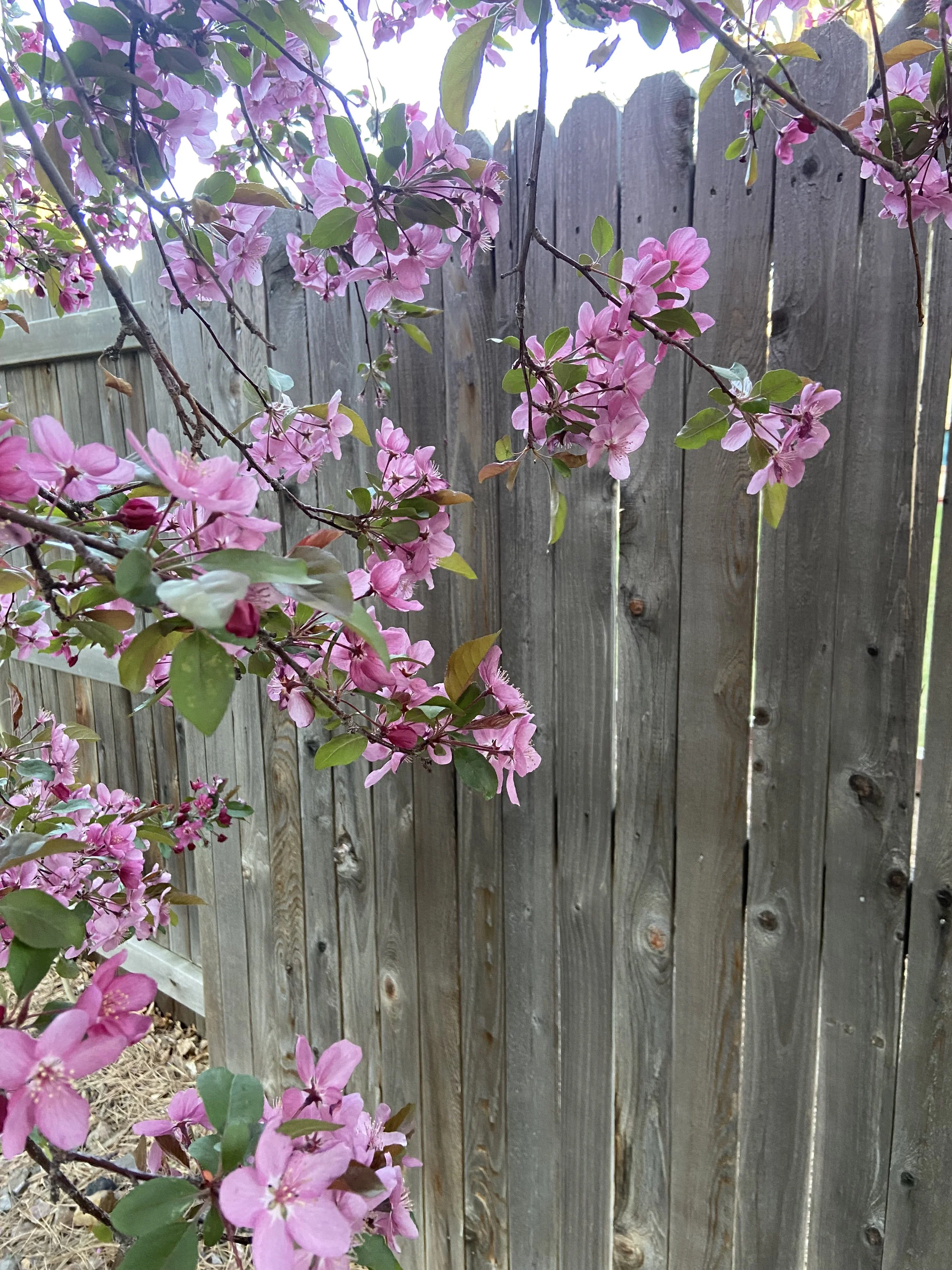 A Heart's Cry for Hope & Gratitude