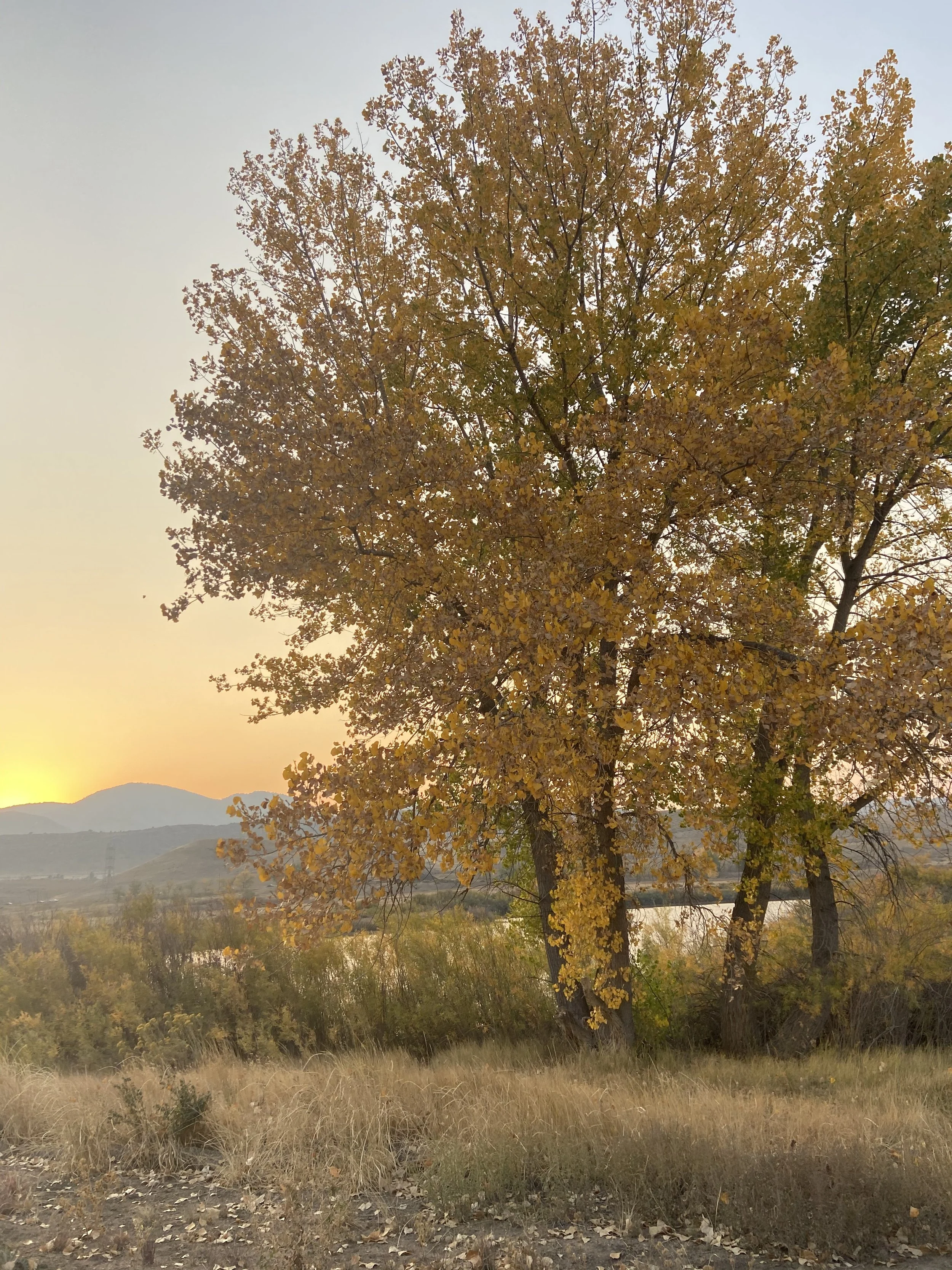 Throwing Away the Standards