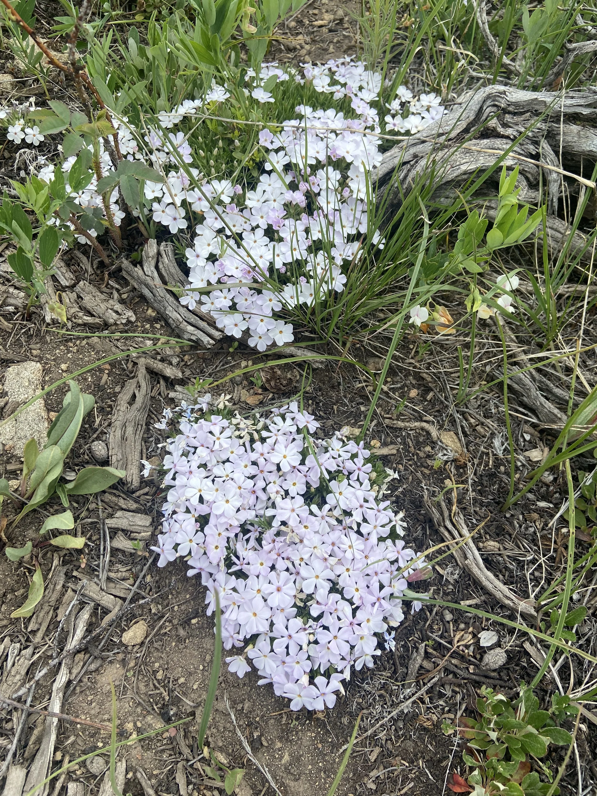 My Hiding Place of Hope