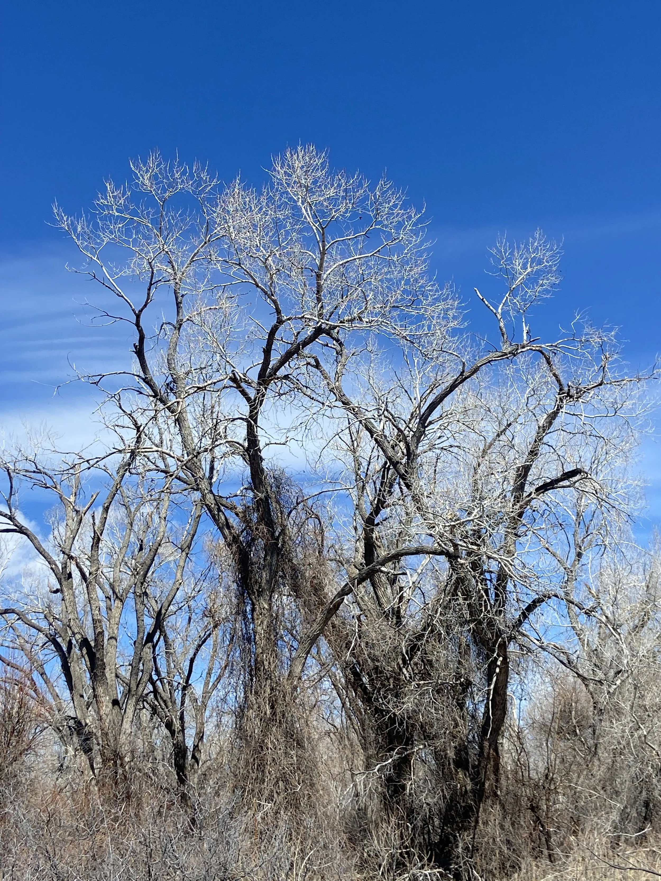 Yielding Over Performance