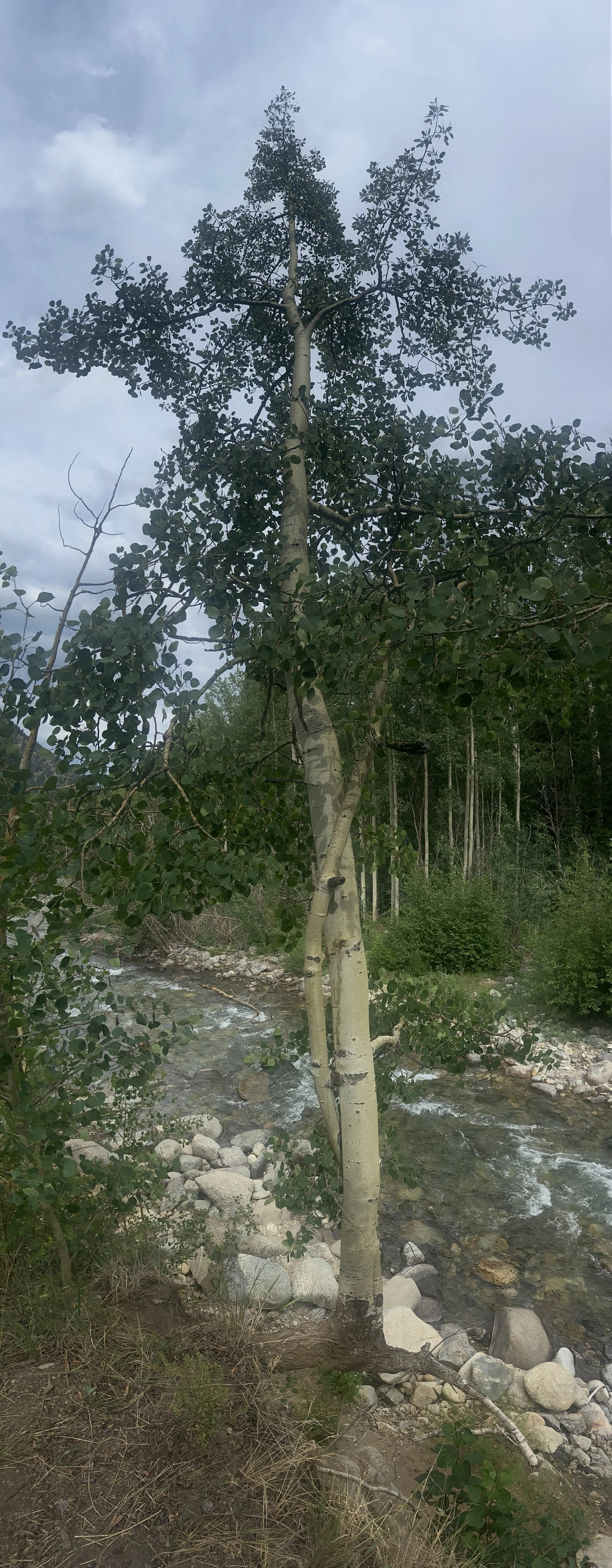 Aspen Trees and Impossible Situations