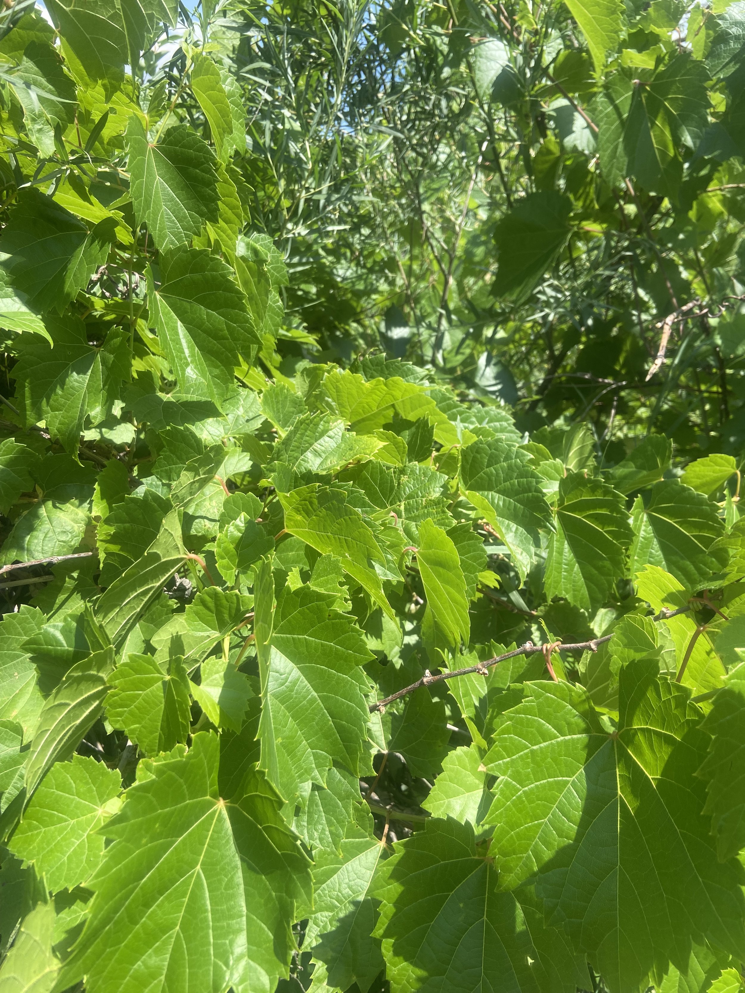 The Sacrifice of Trust as Worship