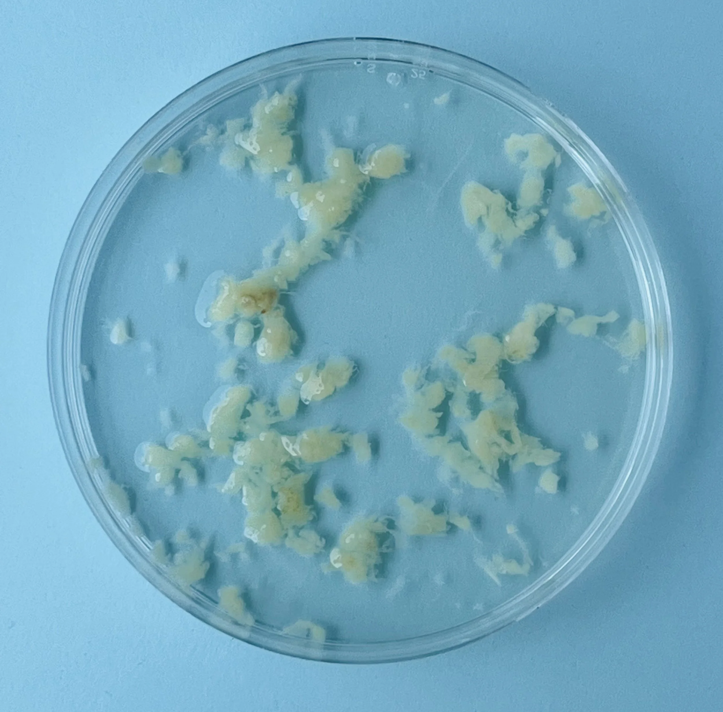 Welke woorden en beelden gebruik je voor embryo’s uit het lab?