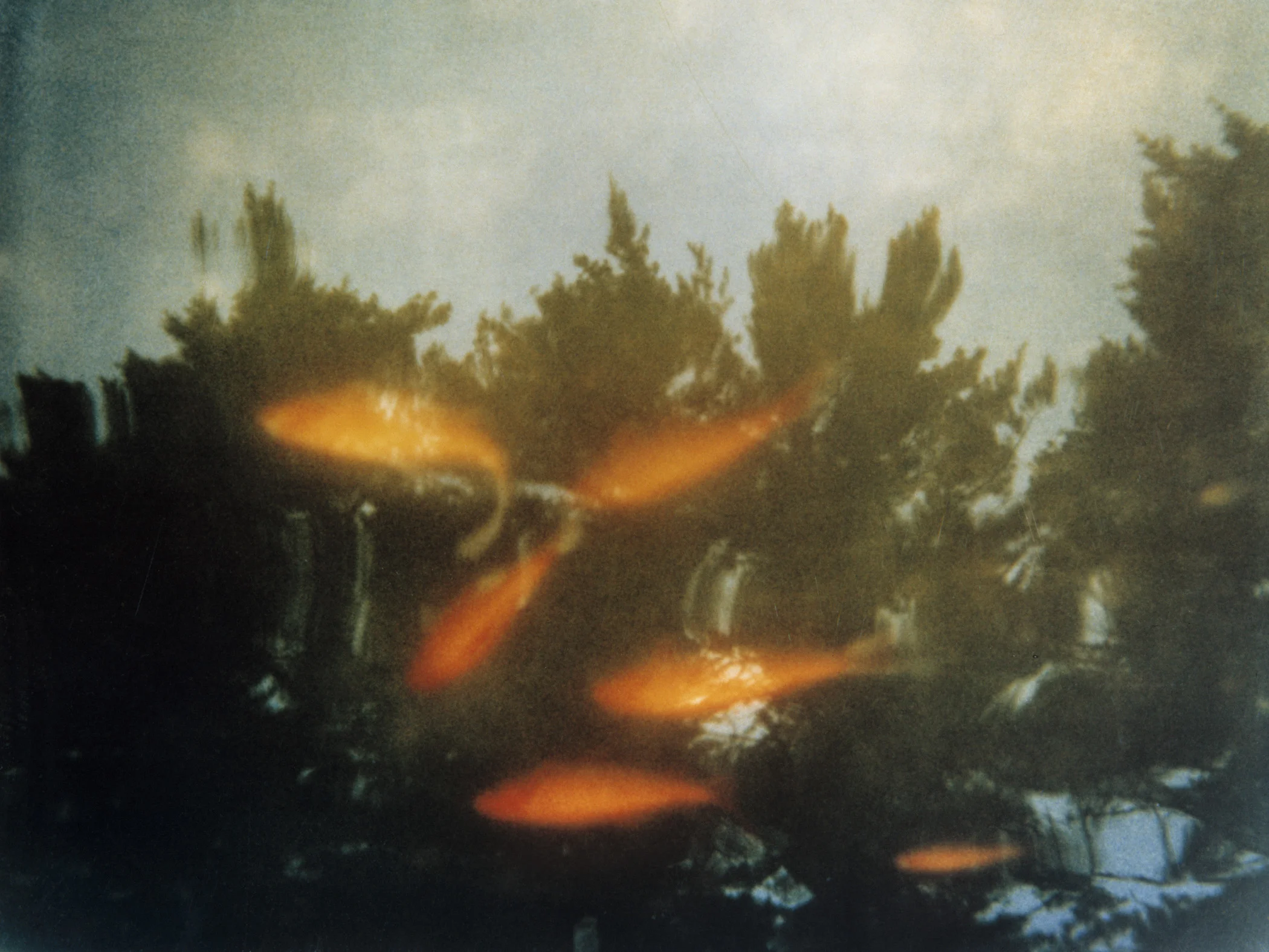 Goldfish